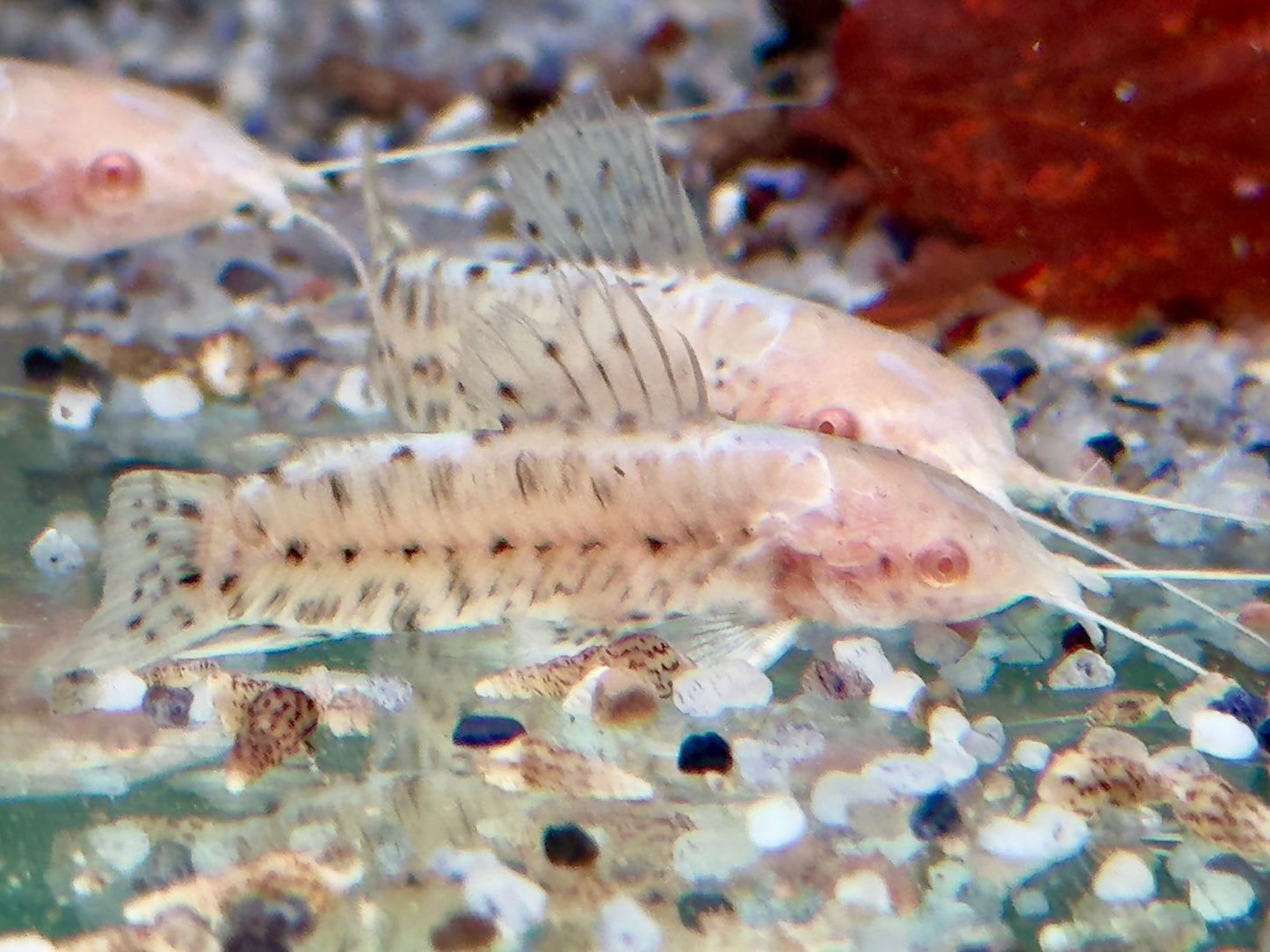 Gemalter Schwielenwels albino Hoplosternum thoracatum