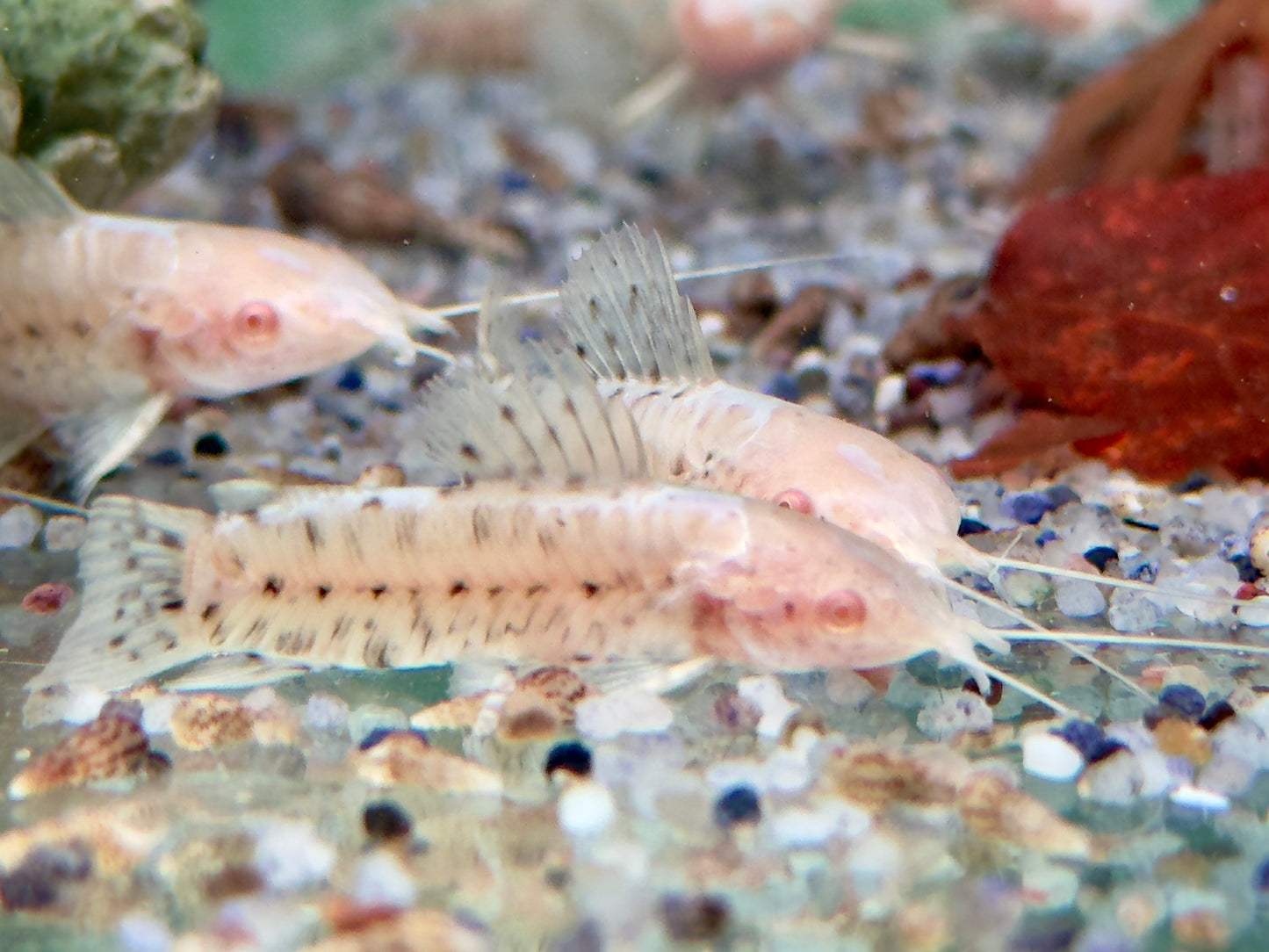 Gemalter Schwielenwels albino Hoplosternum thoracatum