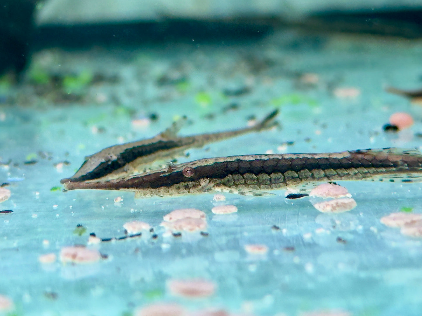 Gemeiner Nadelwels Farlowella acus 6-7 cm