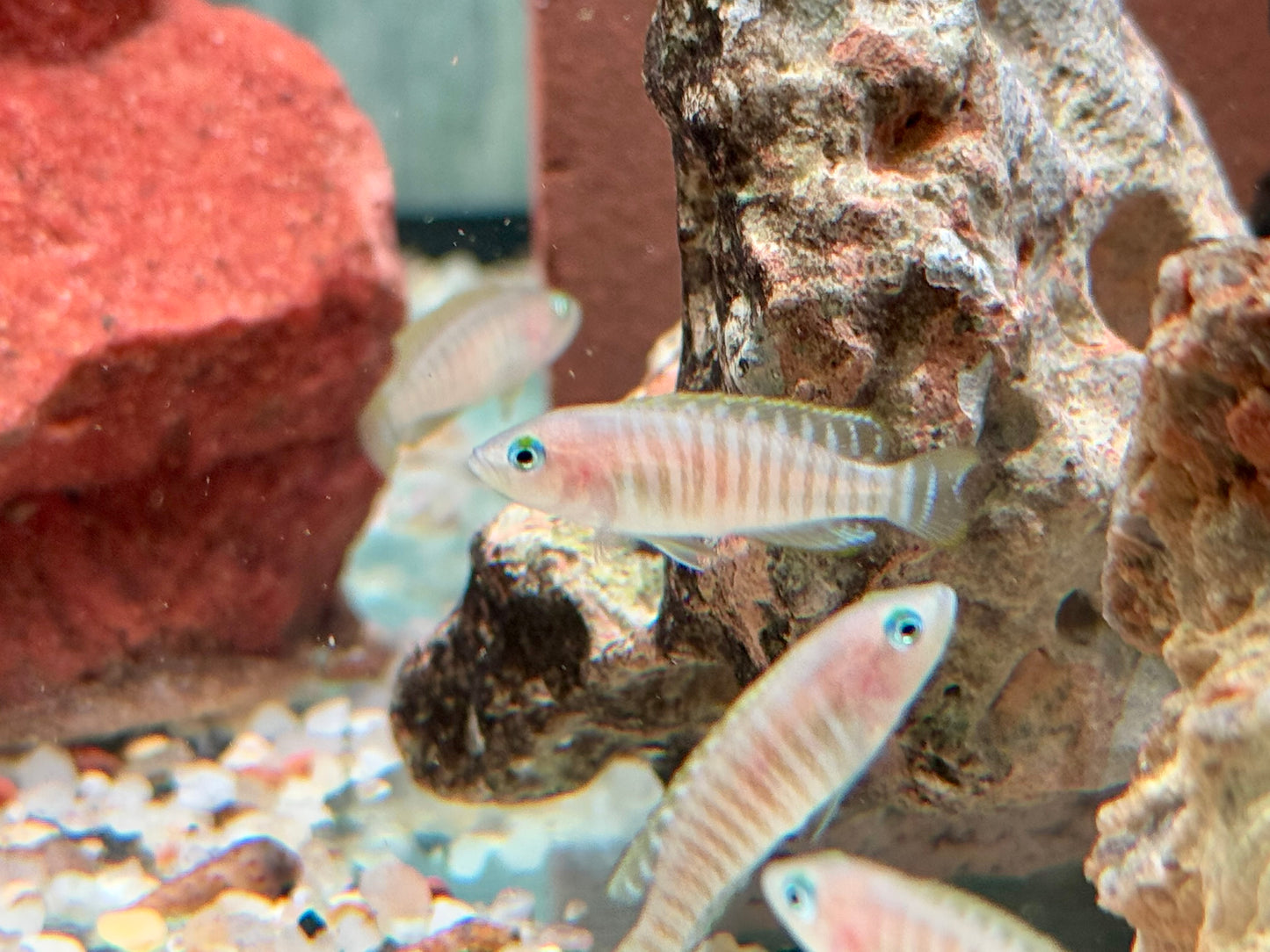 Gestreifter Schneckenbuntbarsch Neolamprologus multifsciatus