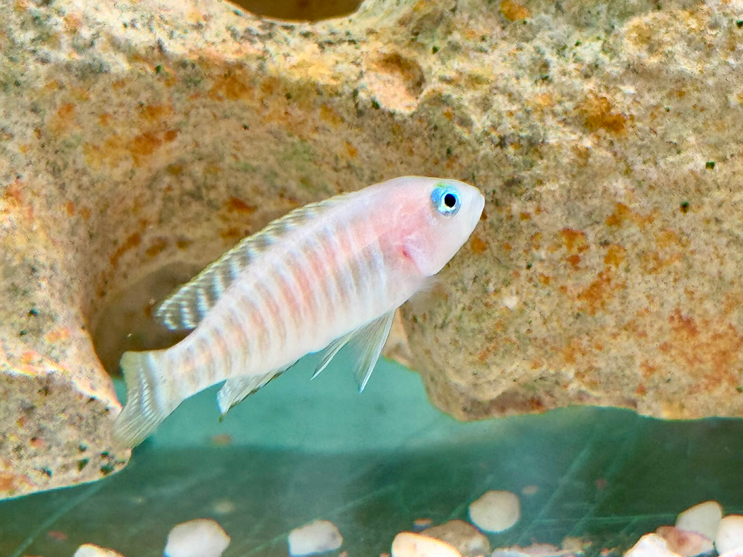 Gestreifter Schneckenbuntbarsch Neolamprologus multifsciatus