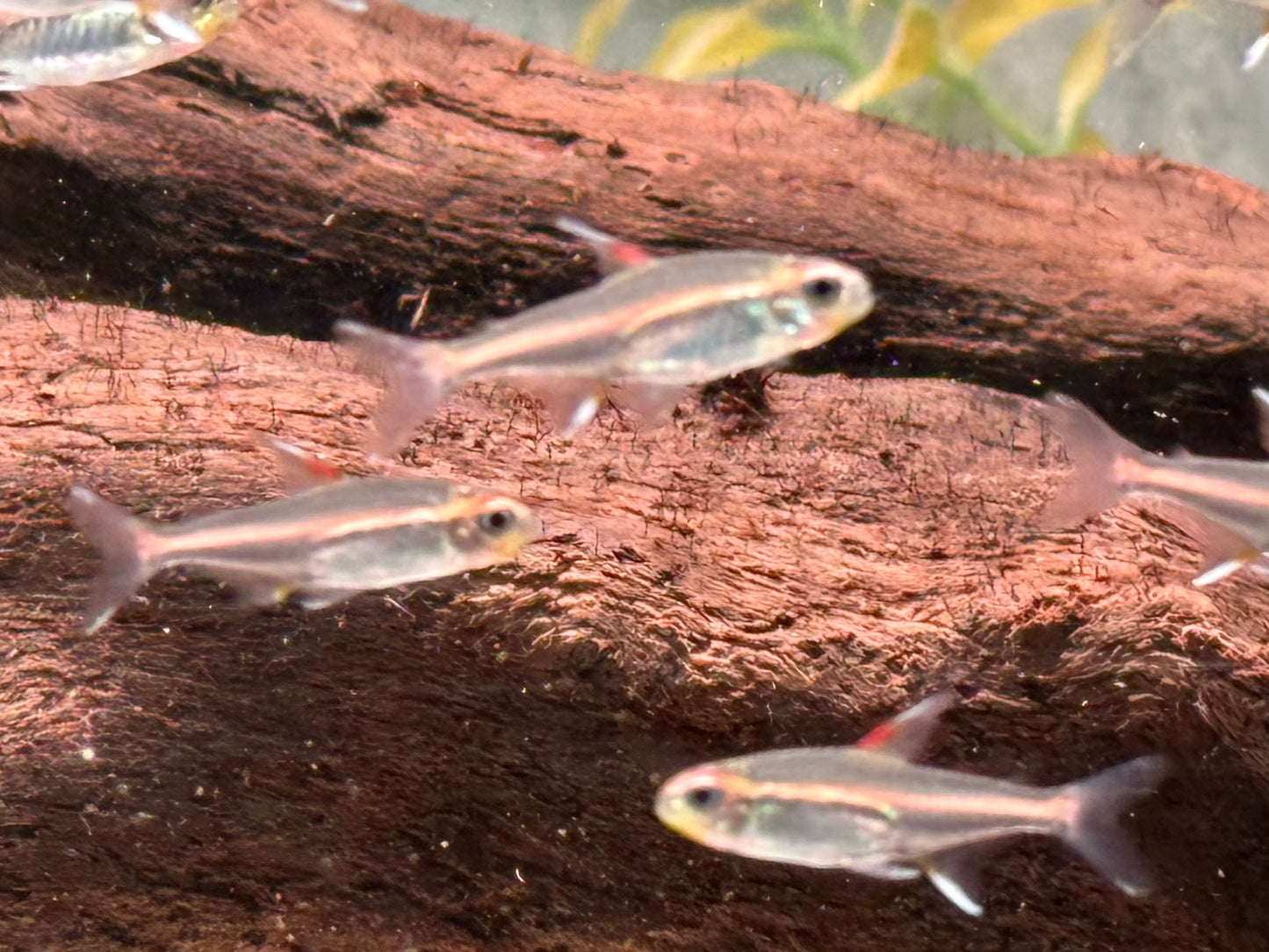 Glühlichtsalmler Hemigrammus erythrozonus
