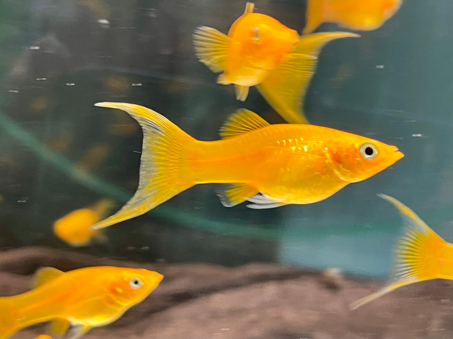 Gold Molly Lyra Poecilia sphenops