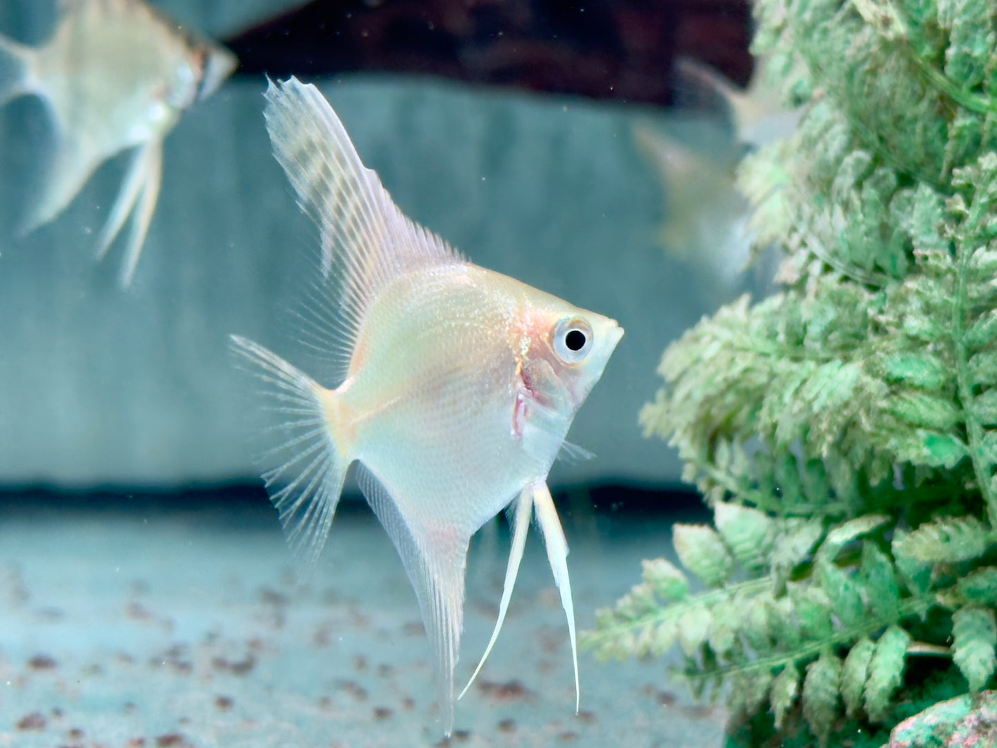 Gold Skalar Pterophyllum scalare