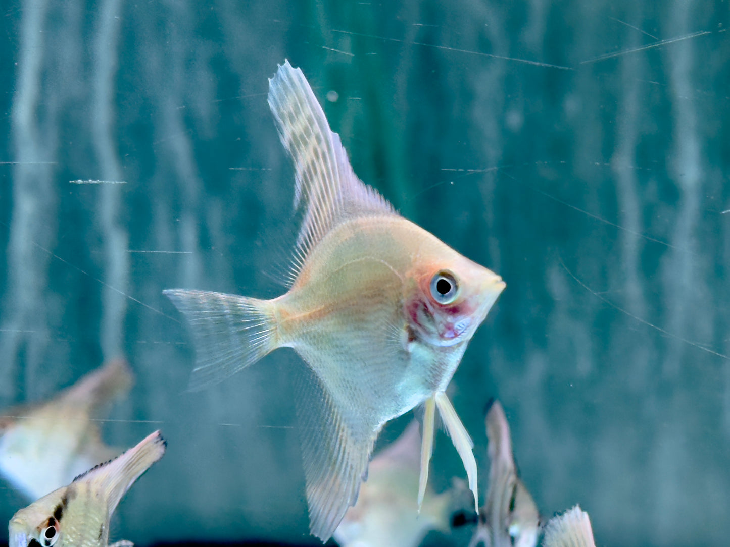 Gold Skalar Pterophyllum scalare