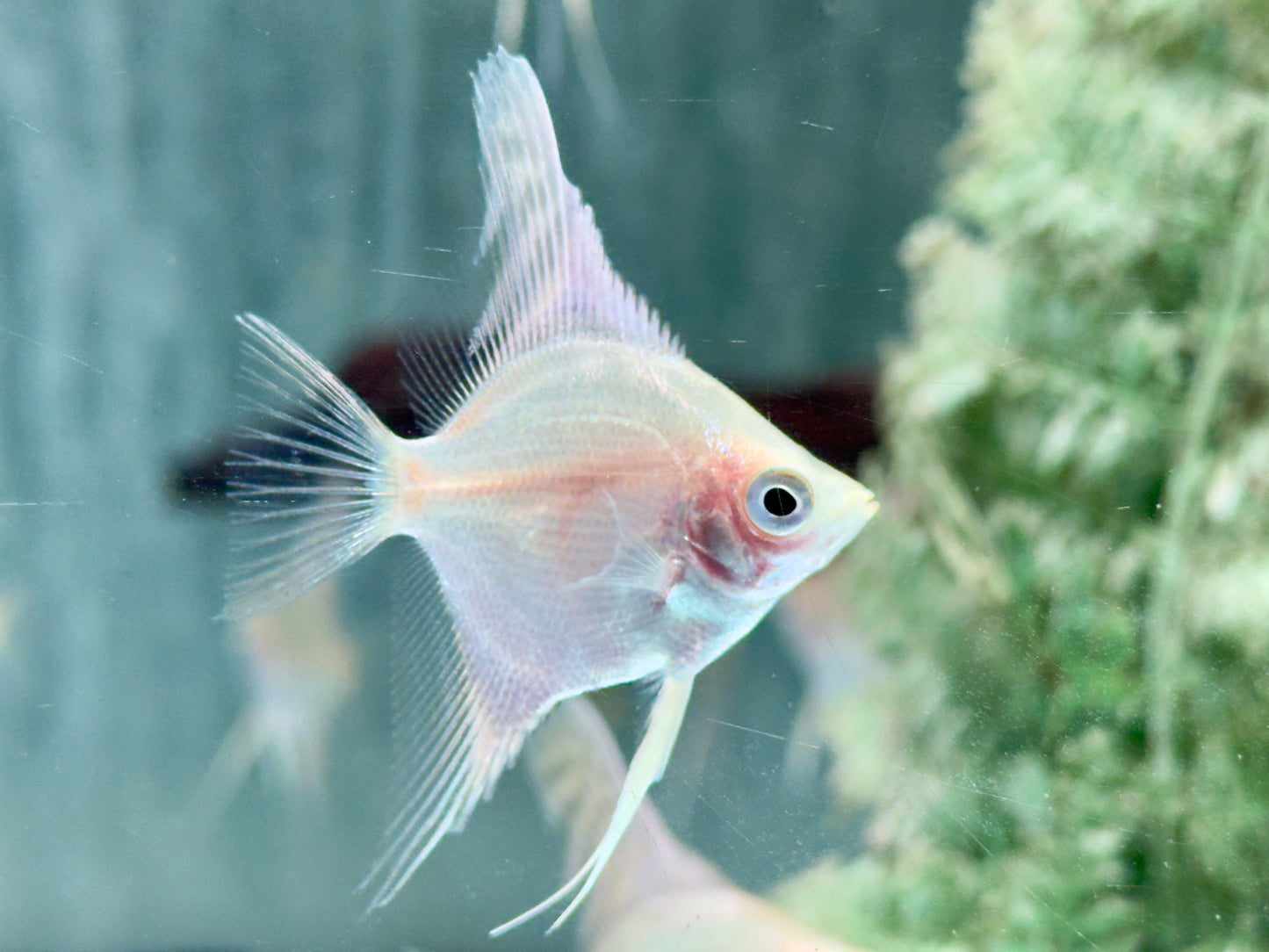 Gold Skalar Pterophyllum scalare