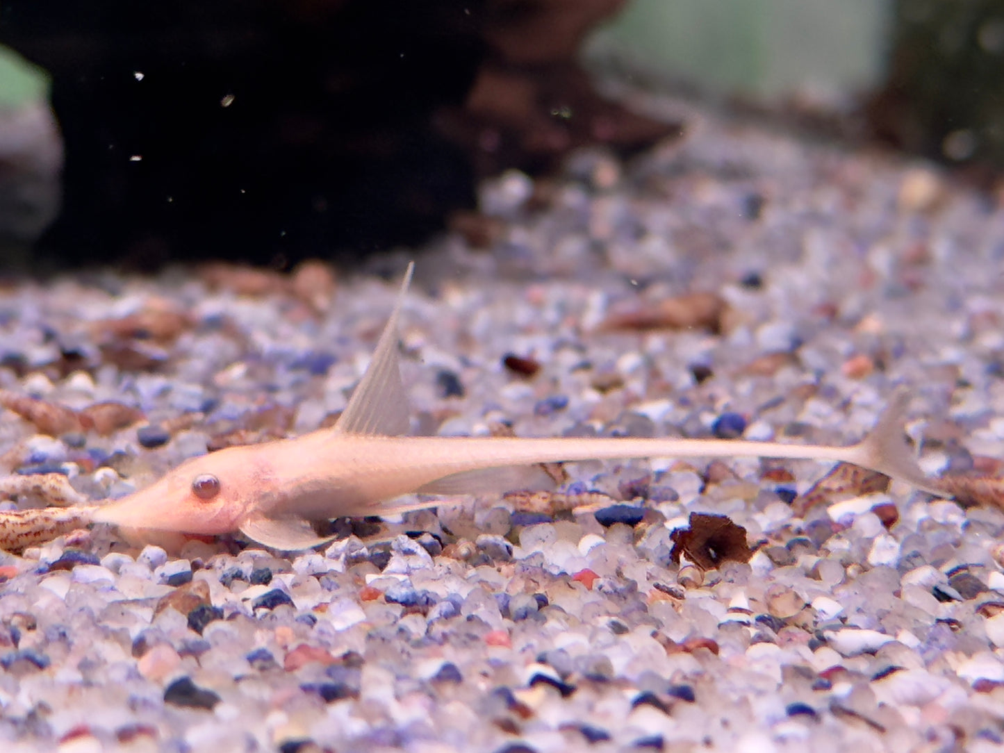 Goldbart Störwels ALBINO Sturisoma aureum
