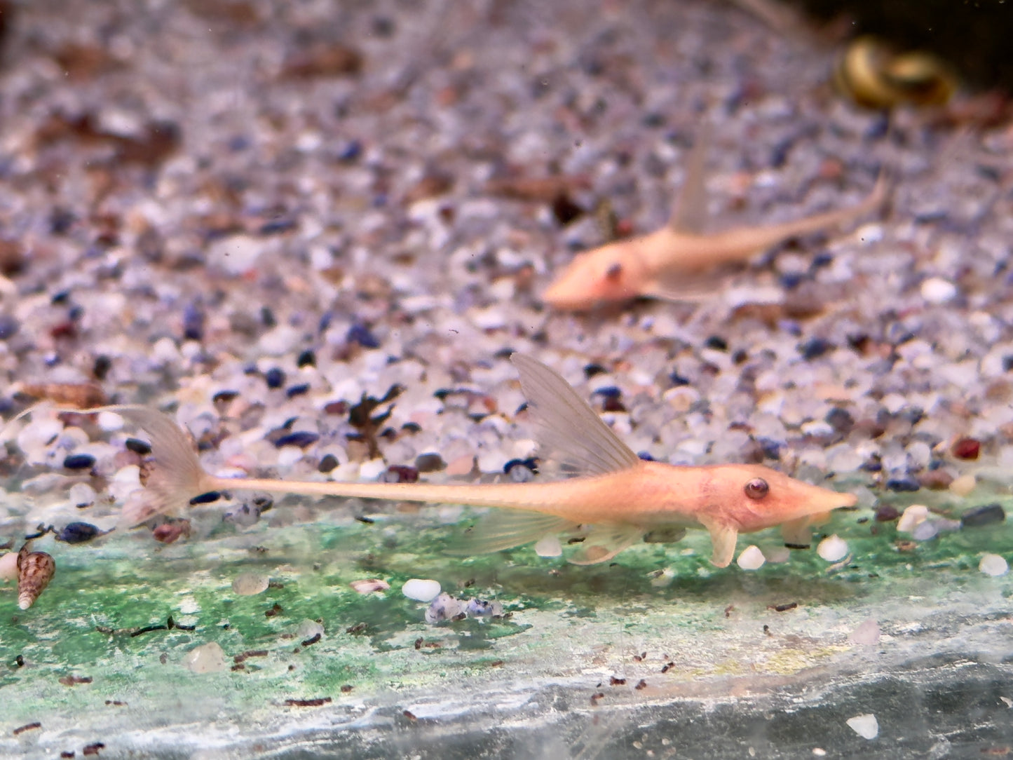 Goldbart Störwels ALBINO Sturisoma aureum