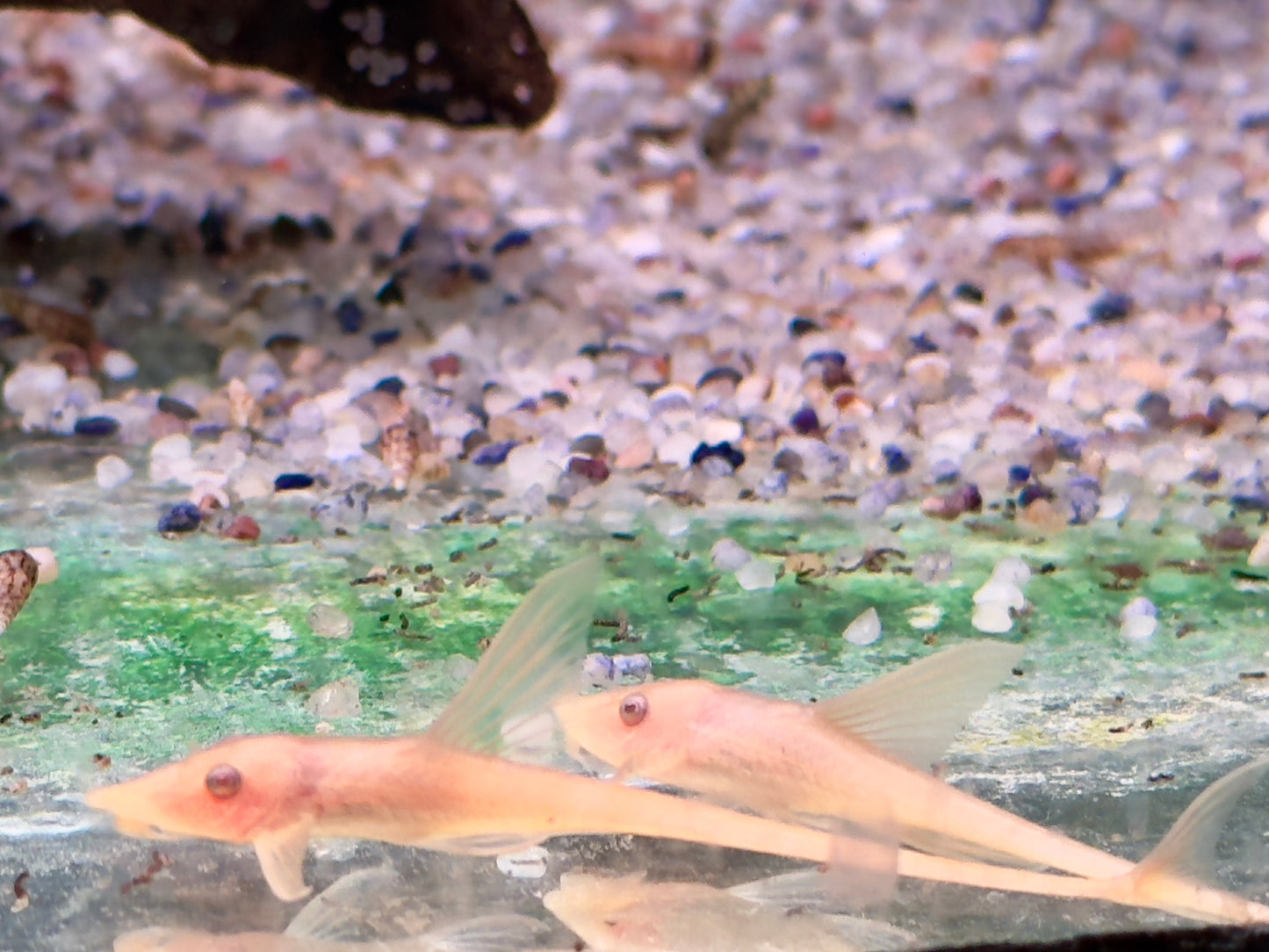 Goldbart Störwels ALBINO Sturisoma aureum