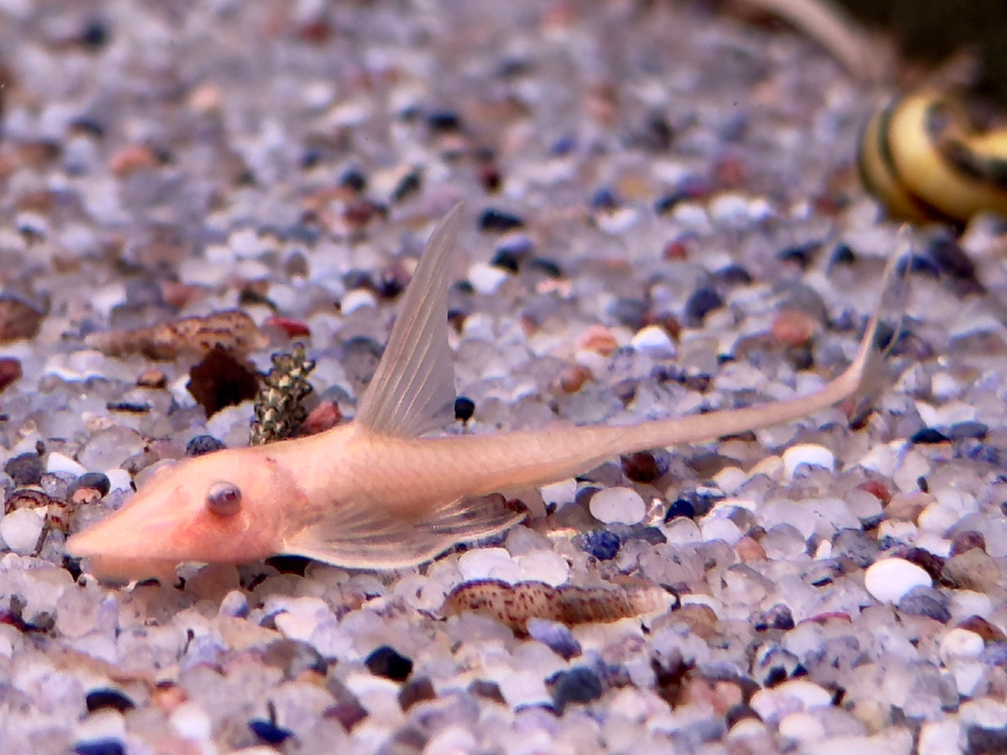 Goldbart Störwels ALBINO Sturisoma aureum