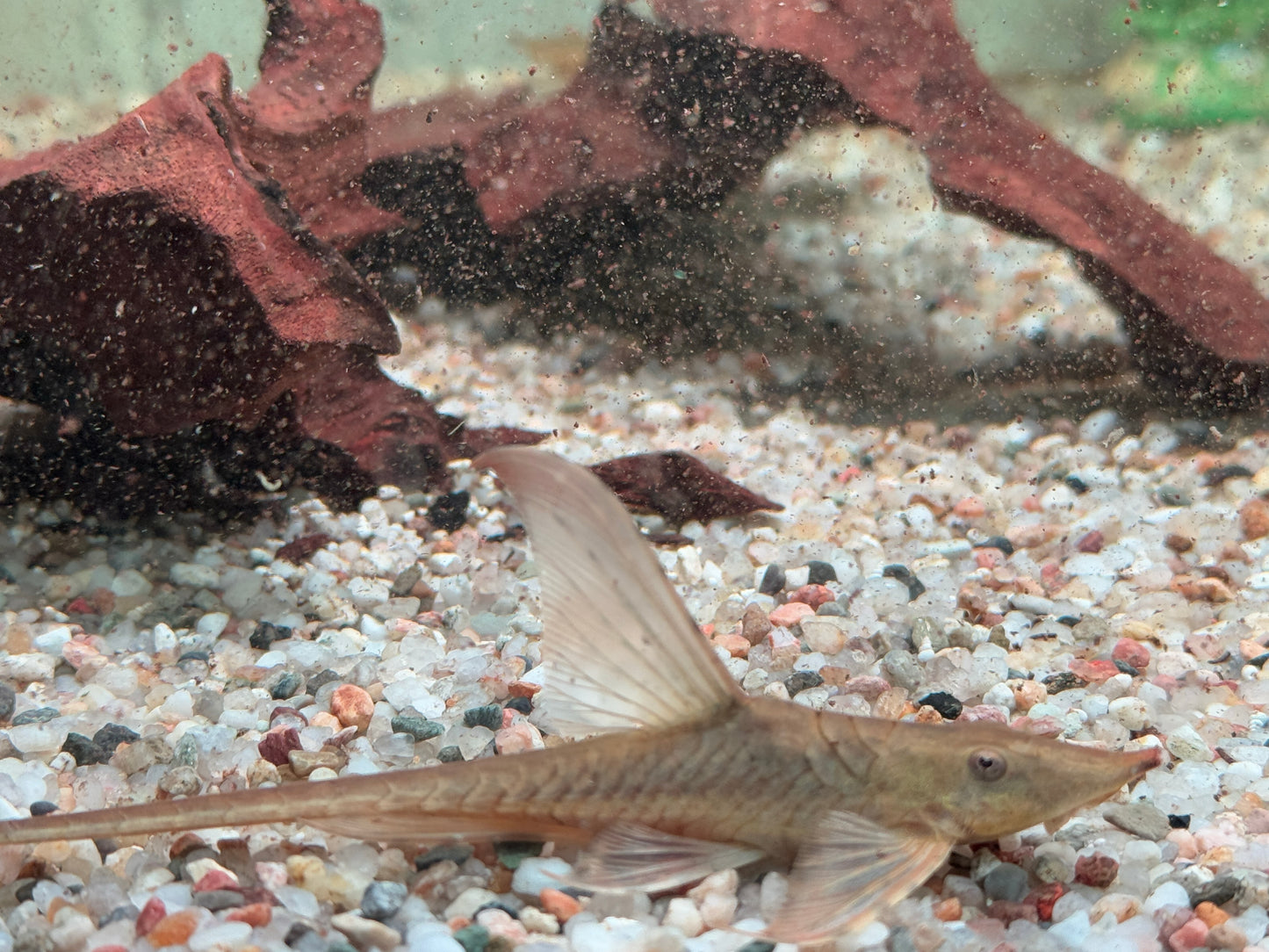 Goldbart Störwels Sturisoma aureum ca. 10-12 cm