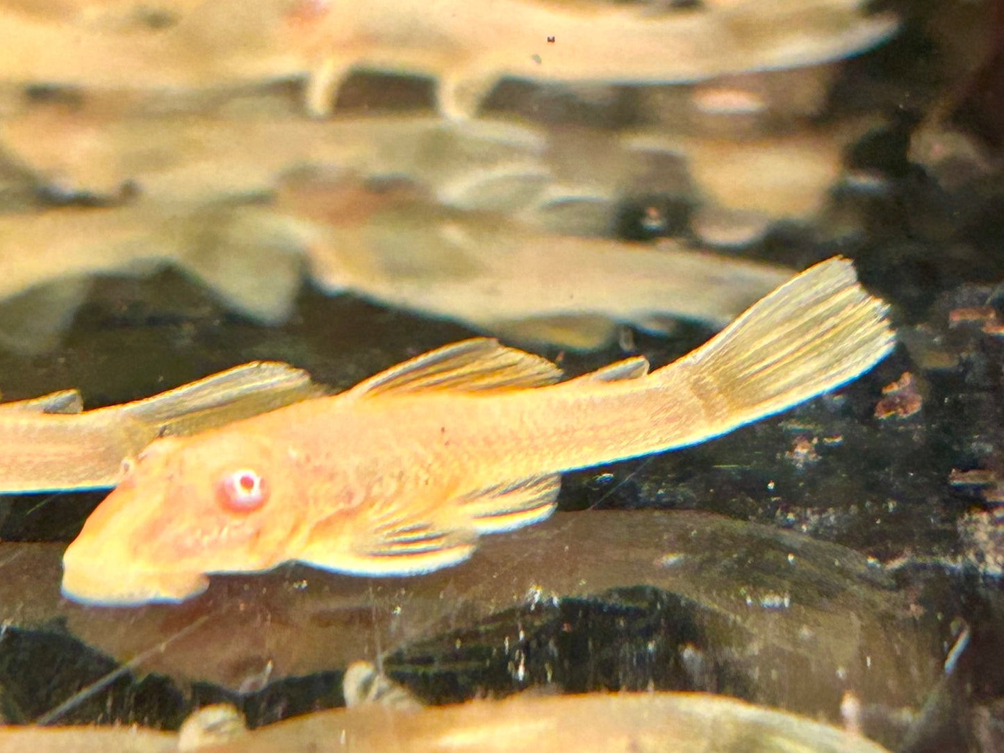 Goldener Antennenwels Ancistrus sp. albino