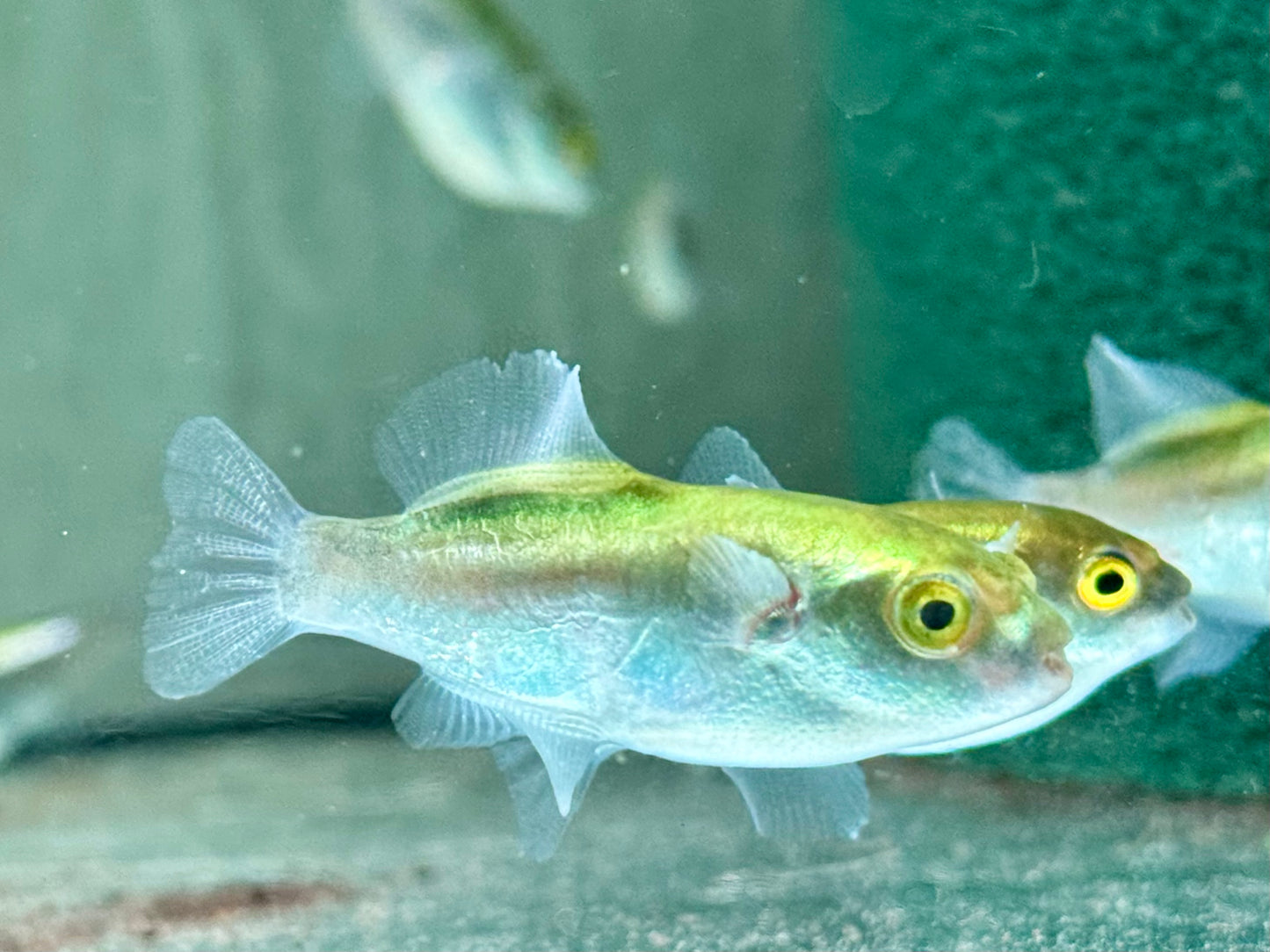 Goldener Kugelfisch Auriglobus modestus 3,5-4,5 cm