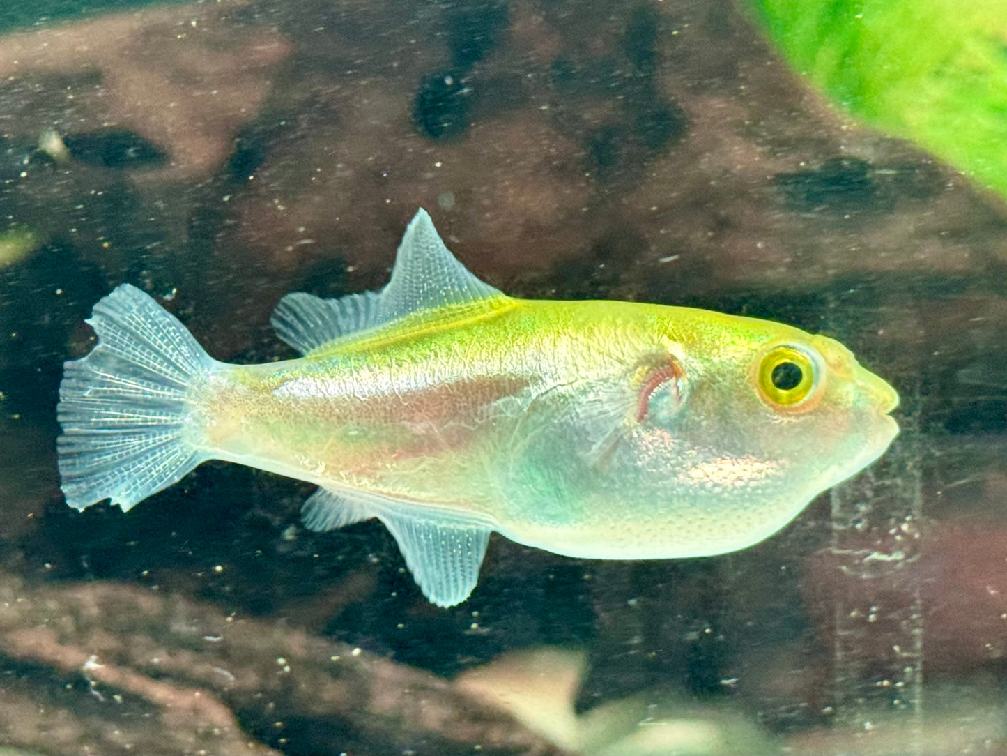 Goldener Kugelfisch Auriglobus modestus 3,5-4,5 cm