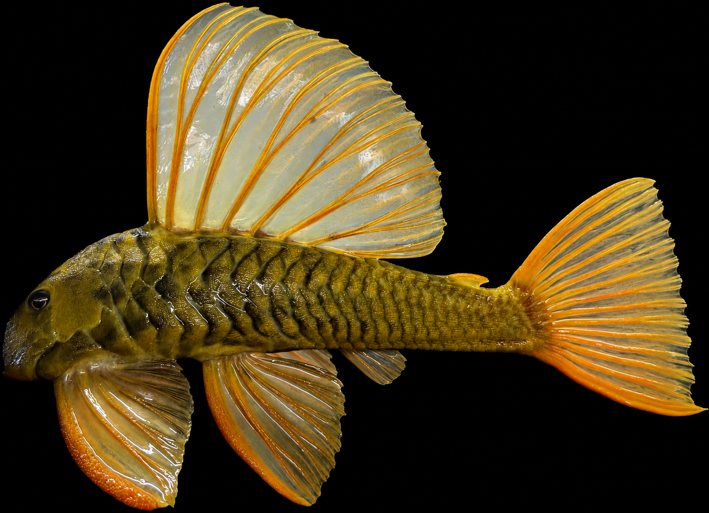Goldener Segelflossenwels Phase 3 Hypostomus luteus 28-32 cm