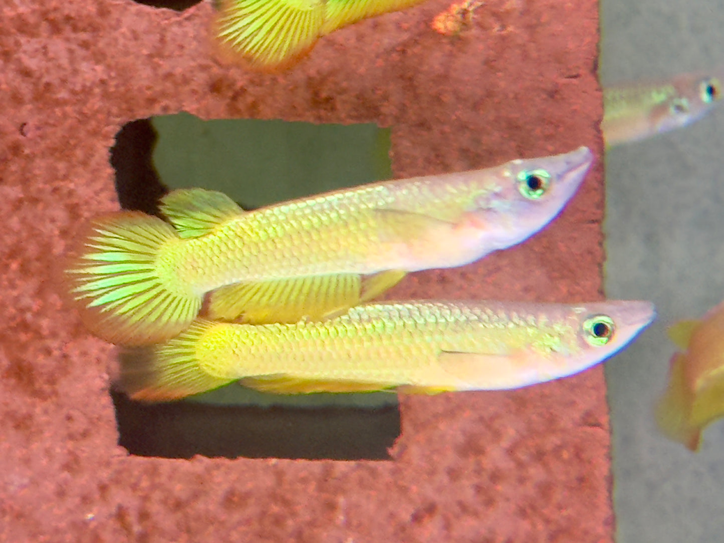Goldener Streifenhechtling Aplocheilus lineatus