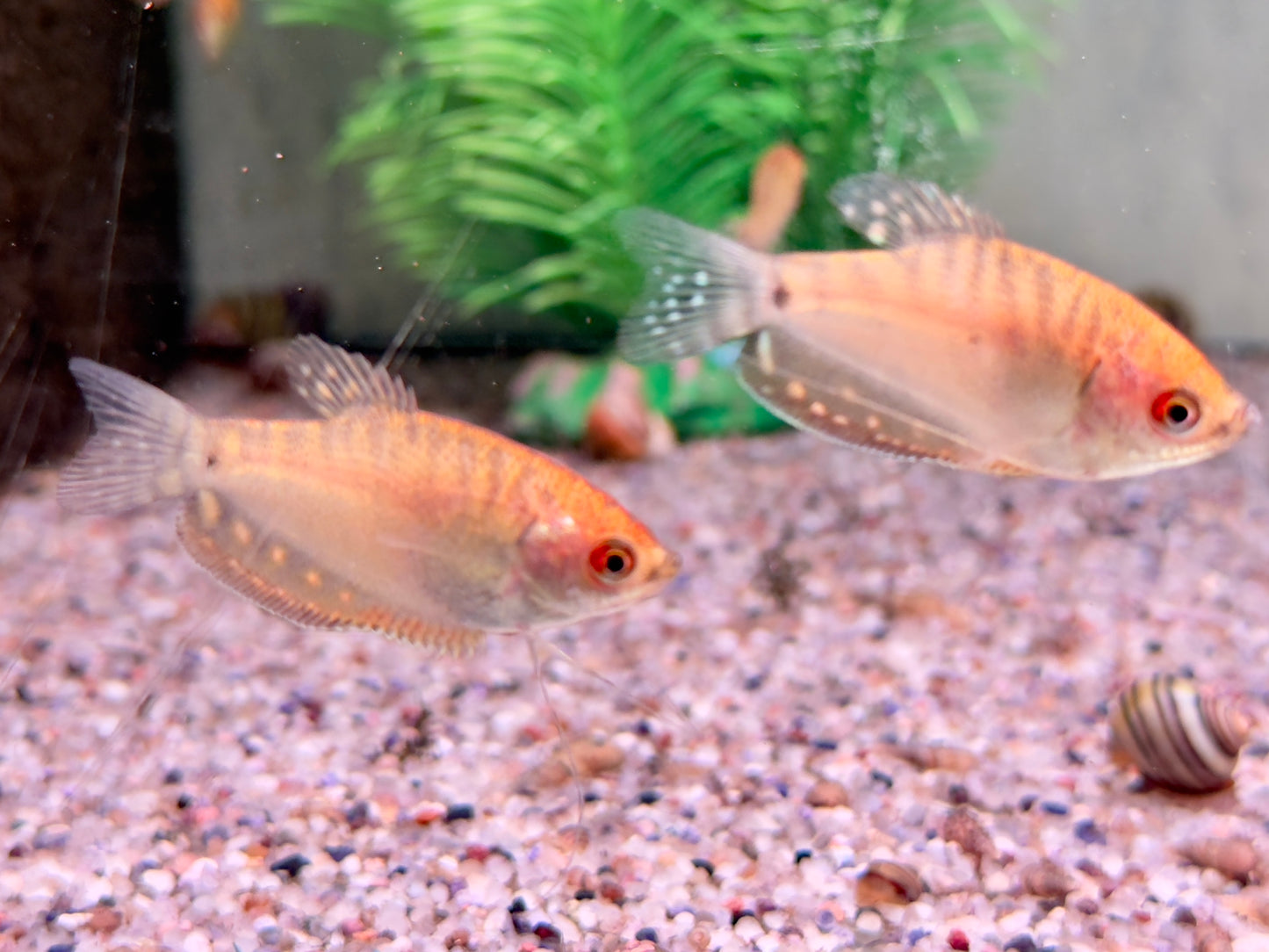 Fadenfisch gold Trichogaster trichopterus