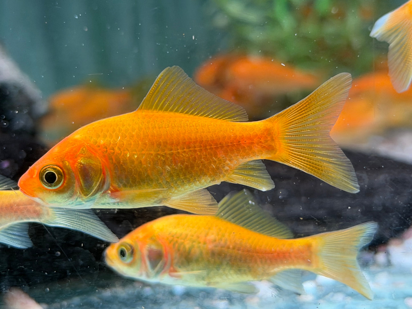 Goldfisch Gelb Carassius auratus 8-10 cm