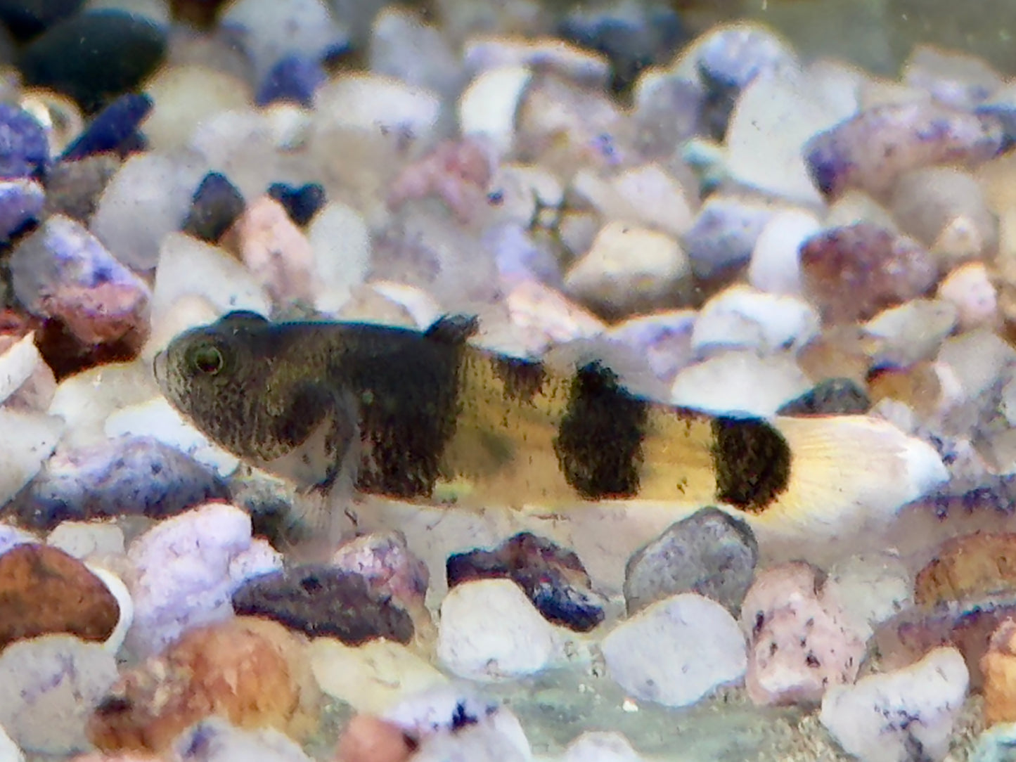 Goldringelgrundel Brachygobius doriae
