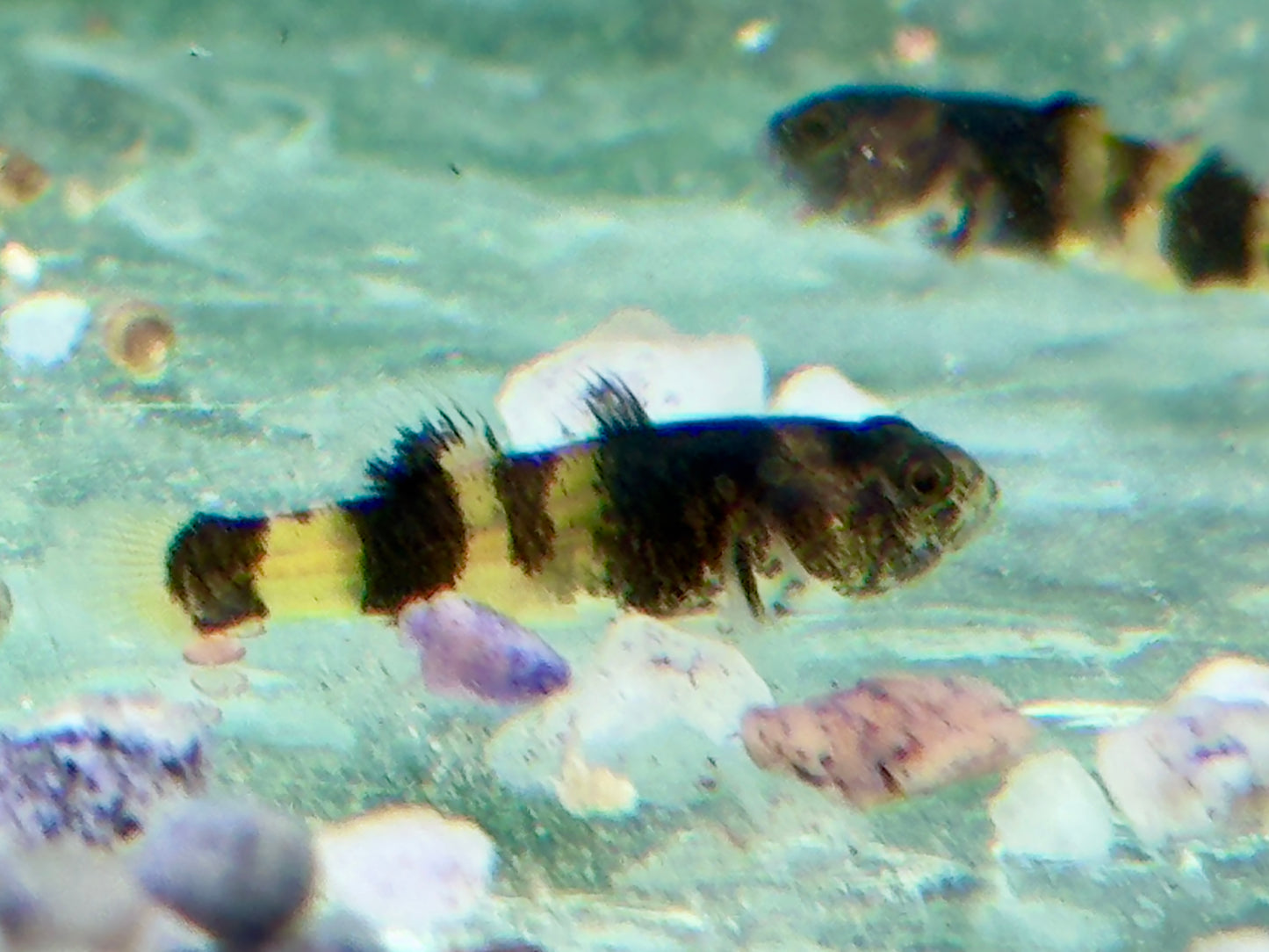 Goldringelgrundel Brachygobius doriae