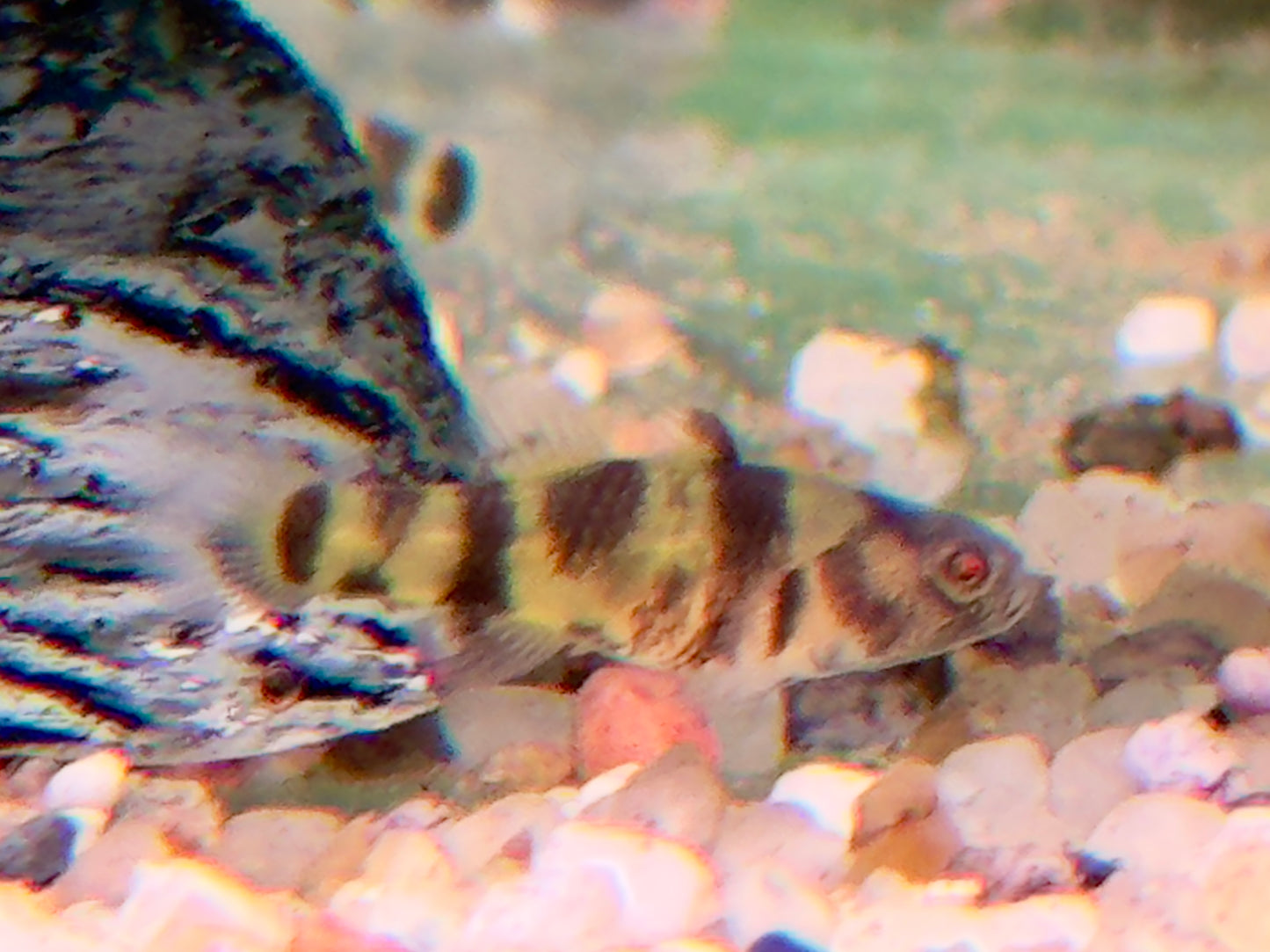 Goldringelgrundel Brachygobius xanthozona