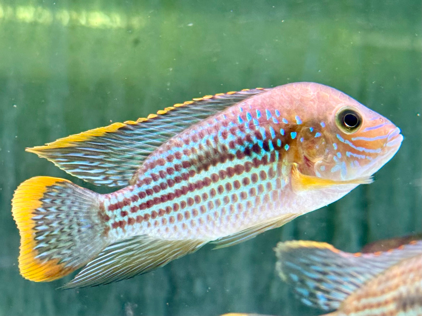 Goldsaumbuntbarsch Aequiden Andinoacara rivulatus 6-8cm