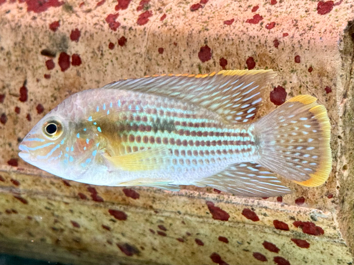 Goldsaumbuntbarsch Aequiden Andinoacara rivulatus 6-8cm