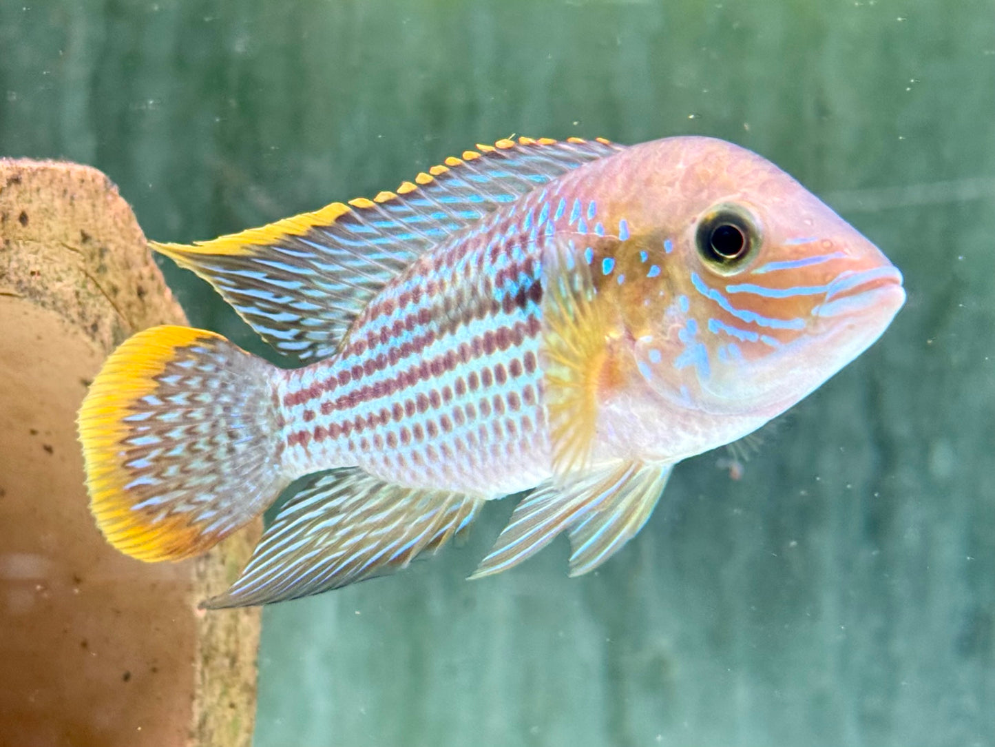 Goldsaumbuntbarsch Aequiden Andinoacara rivulatus 6-8cm