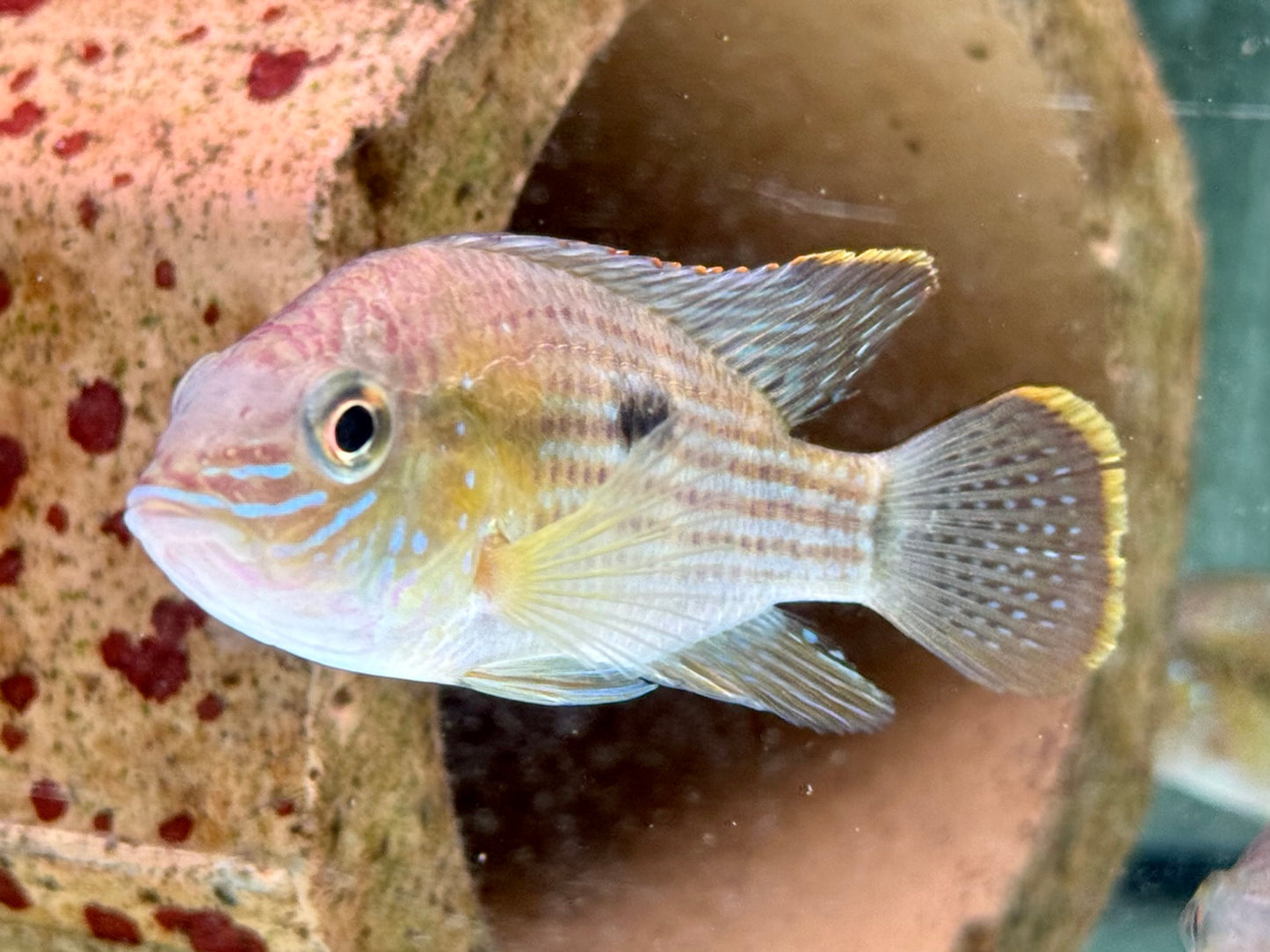 Goldsaumbuntbarsch Aequiden Andinoacara rivulatus 6-8cm
