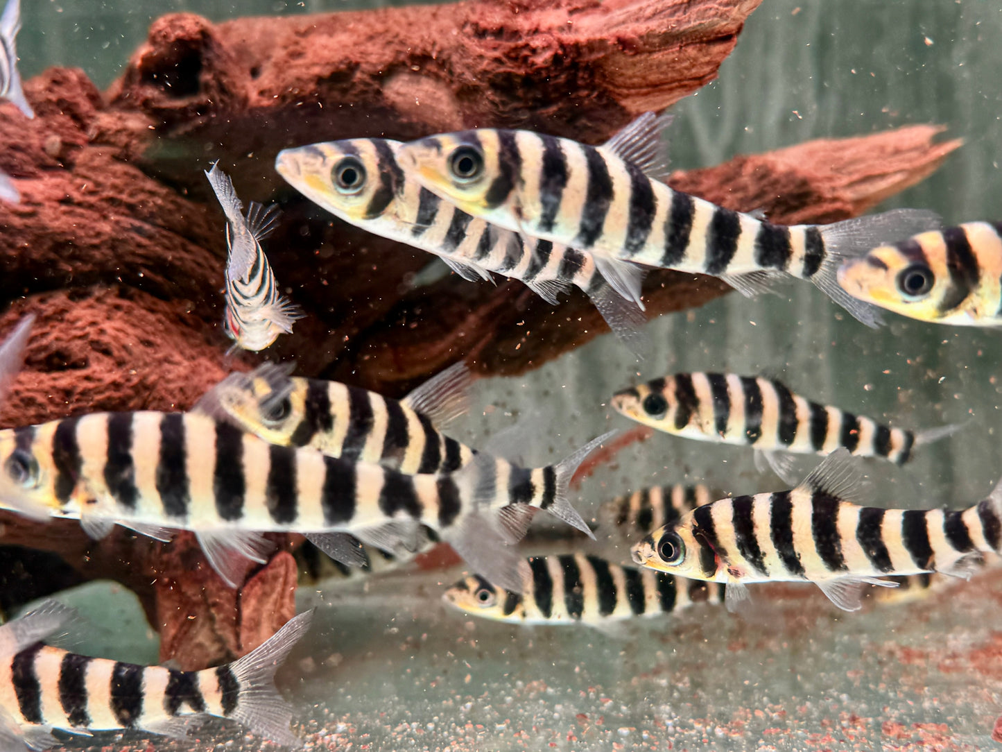 Grüner Leporinus Leporinus fasciatus