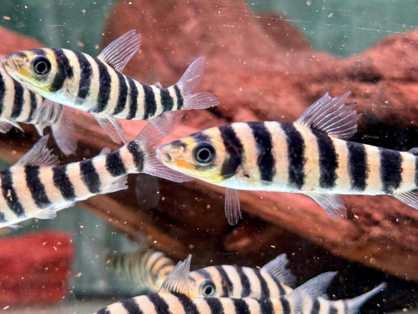 Grüner Leporinus Leporinus fasciatus
