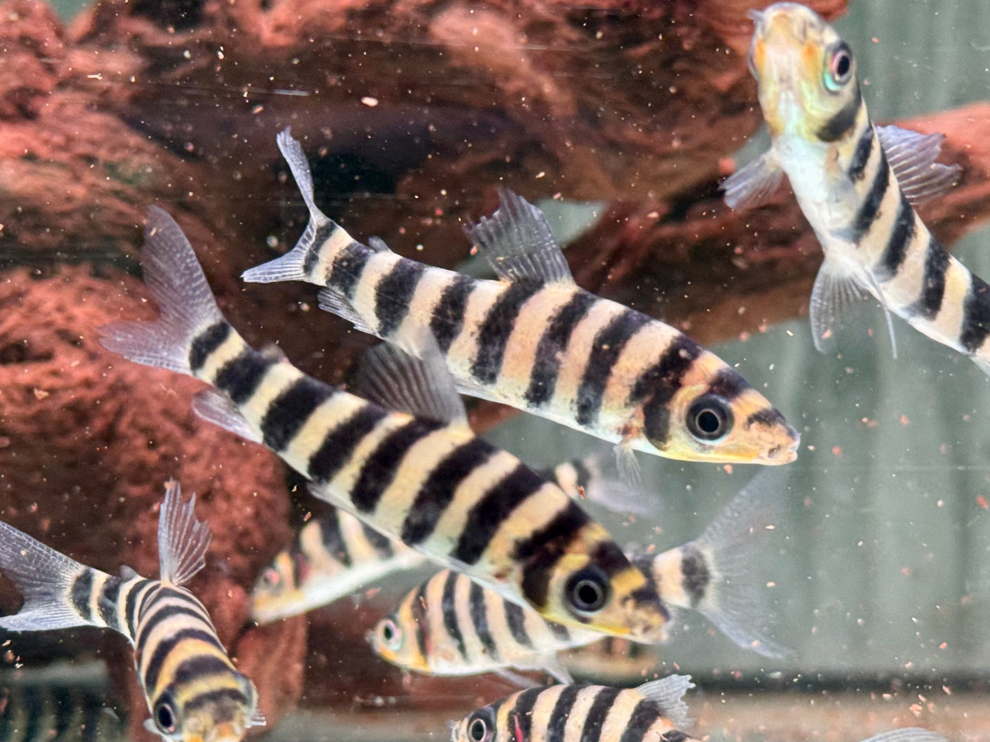 Grüner Leporinus Leporinus fasciatus