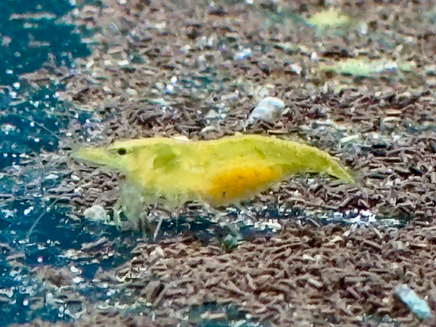 Green Garnele Neocaridina davidi