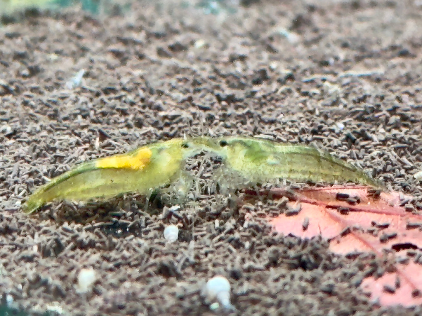 Green Garnele Neocaridina davidi