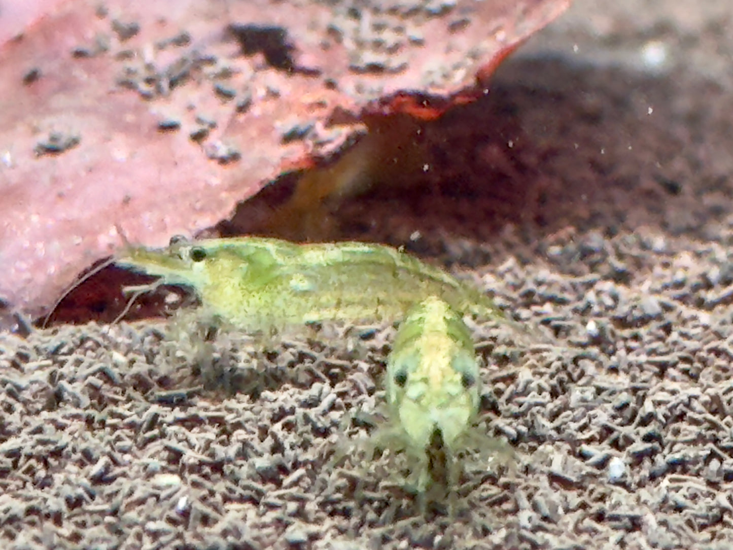 Green Garnele Neocaridina davidi