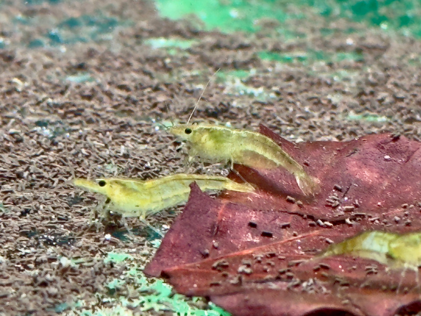 Green Garnele Neocaridina davidi