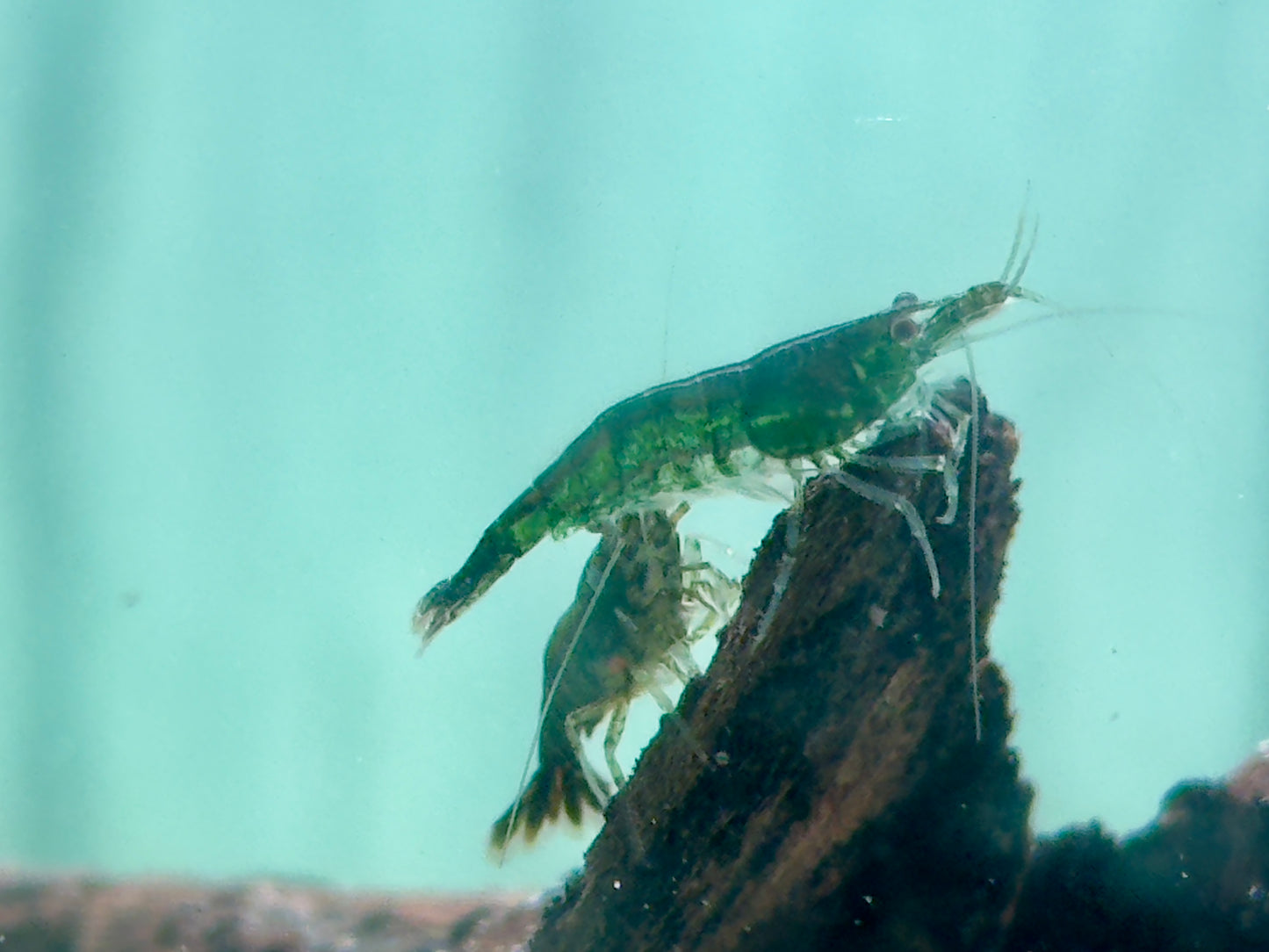 Green Jade Garnele Neocaridina davidi