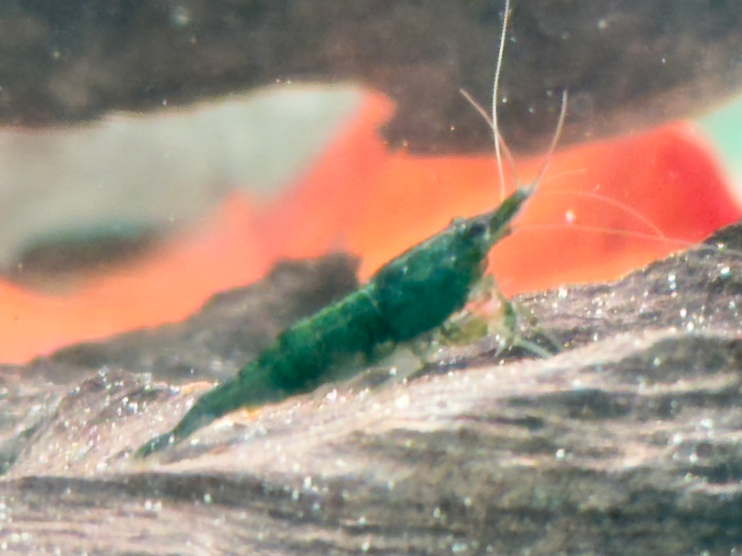 Green Jade Garnele Neocaridina davidi