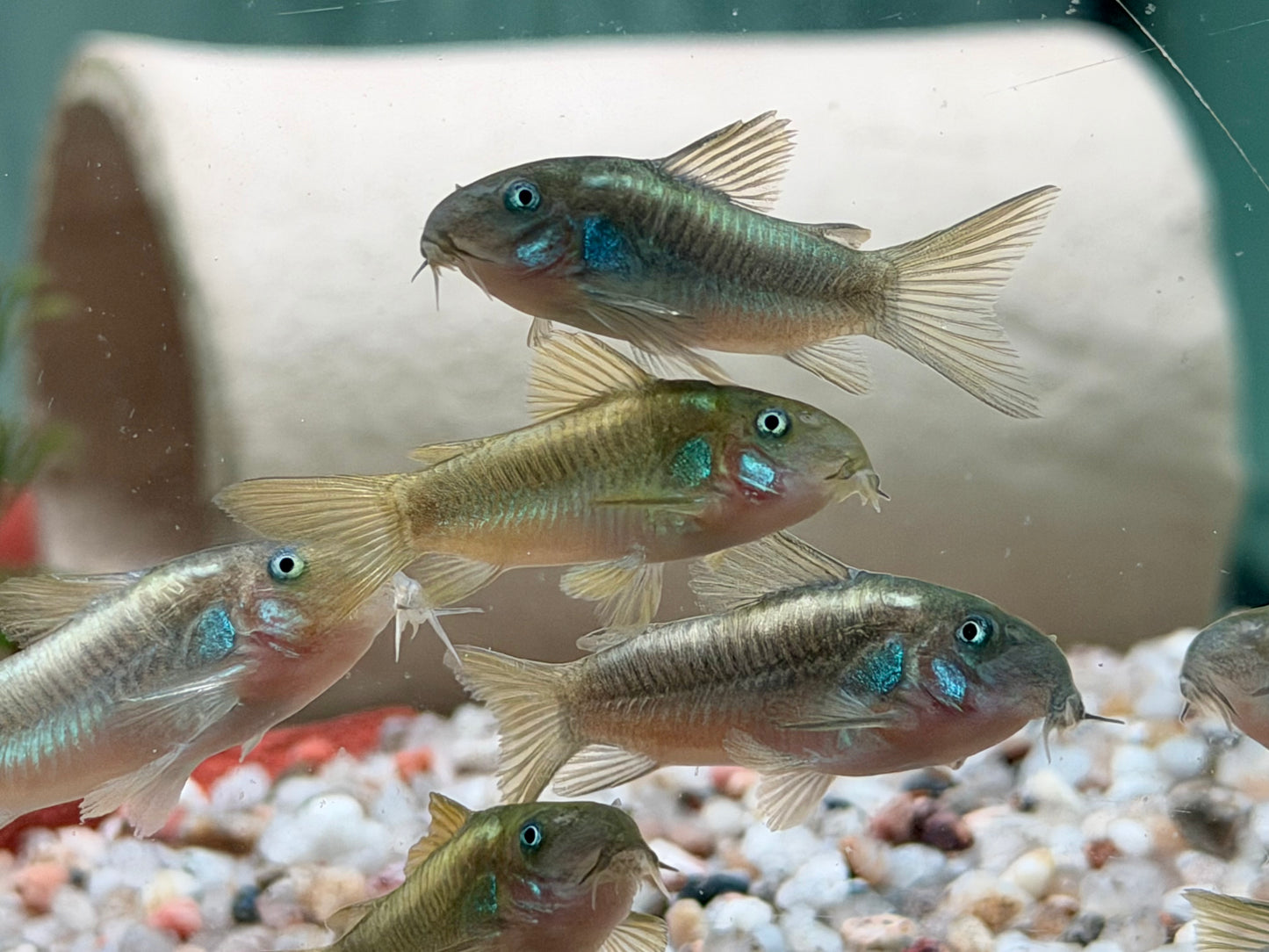 Green Laser Panzerwels CW009 Corydoras neon greenstripe 3,5 cm