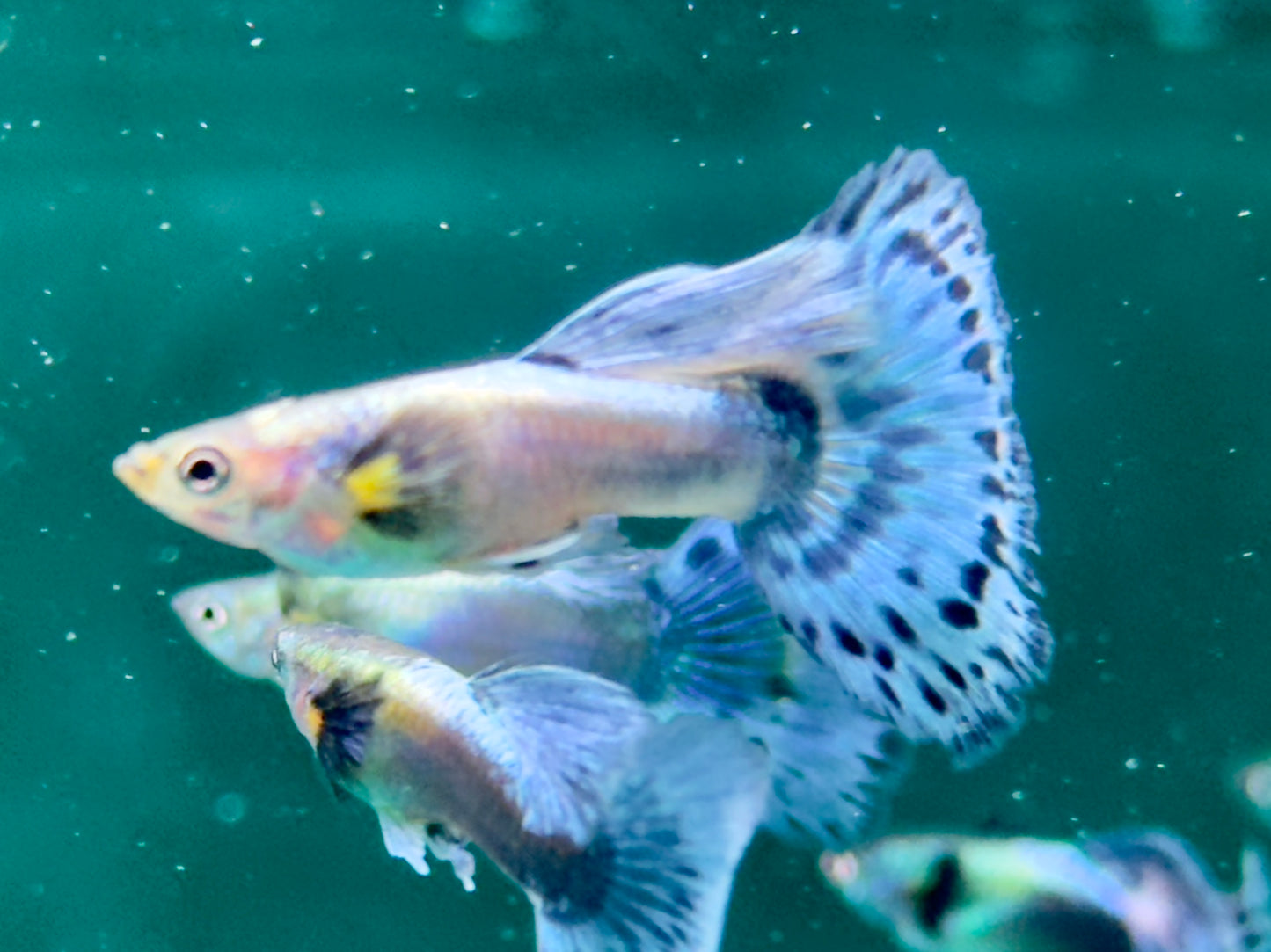 Guppy Blue Variegated Dumbo Ear Poecilia reticulata Männchen