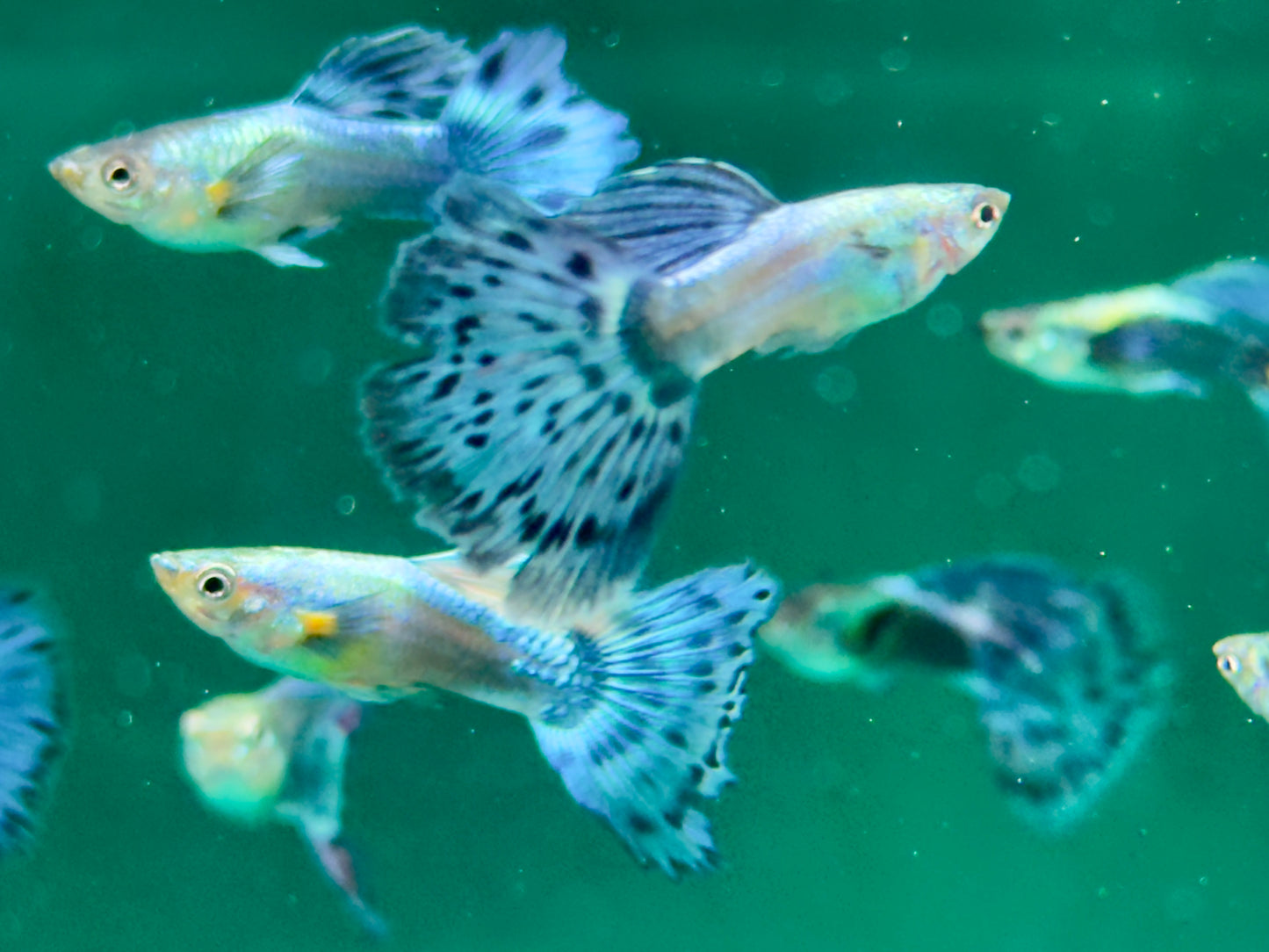 Guppy Blue Variegated Dumbo Ear Poecilia reticulata Männchen