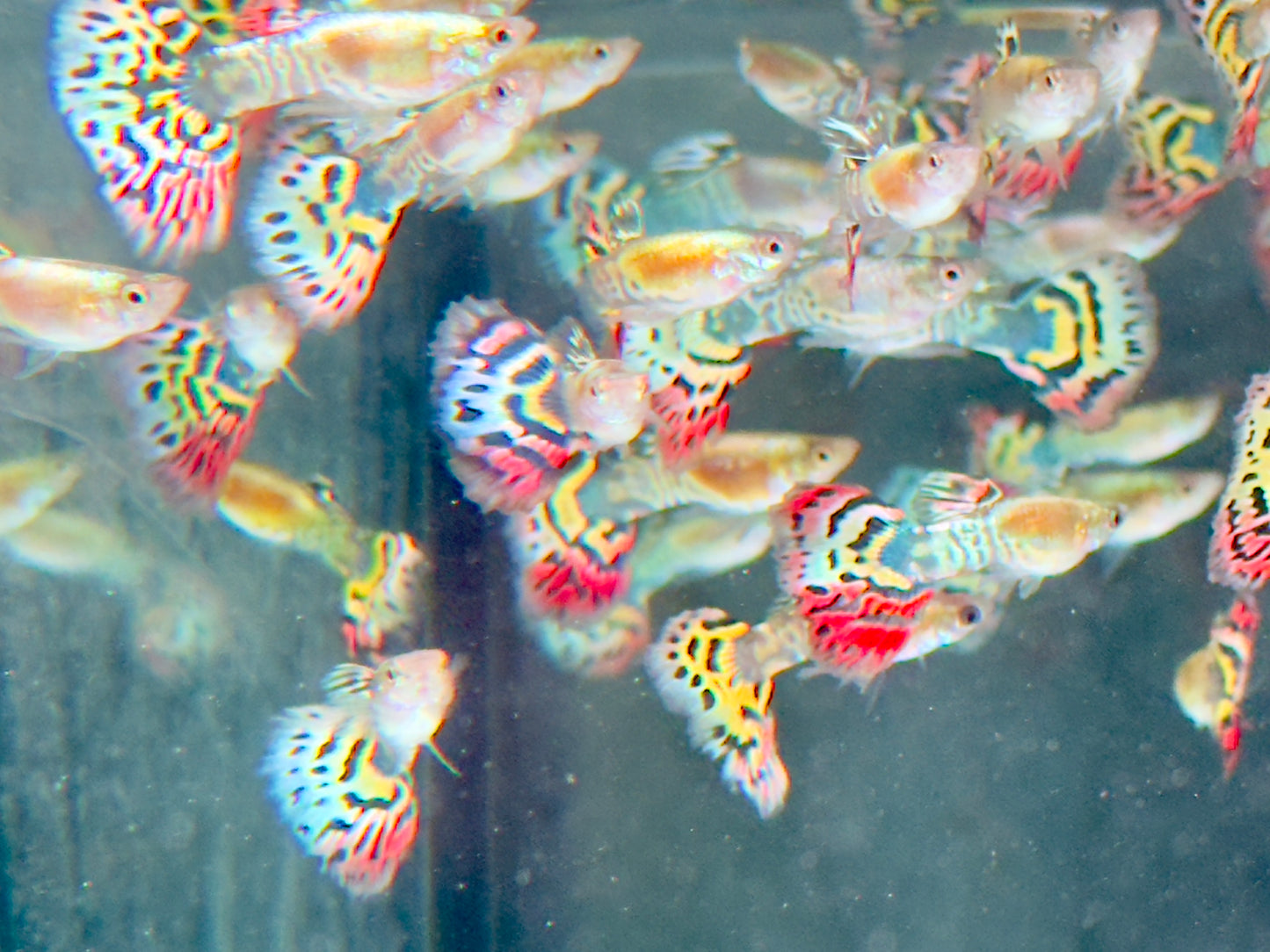 Guppy Leopard Poecilia reticulata Männchen
