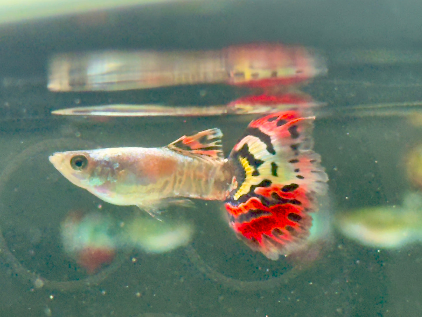 Guppy Leopard Poecilia reticulata Männchen