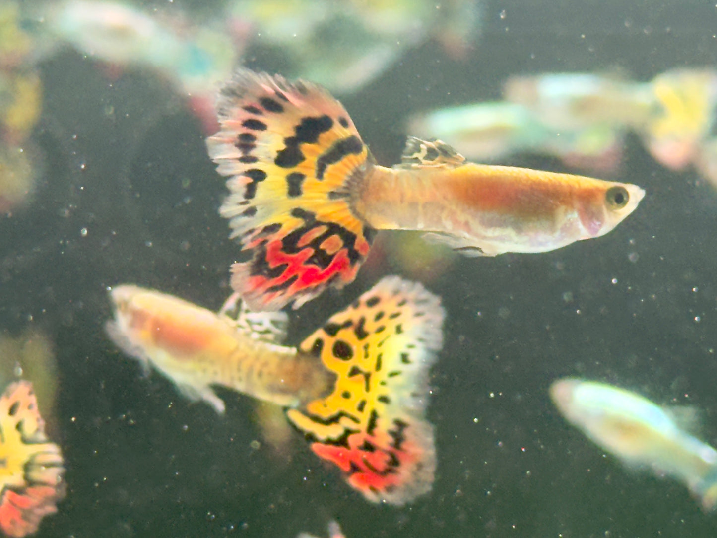 Guppy Leopard Poecilia reticulata Männchen