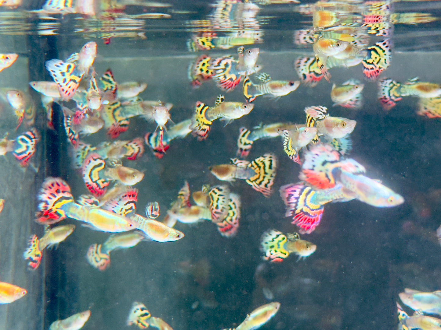 Guppy Leopard Poecilia reticulata Männchen