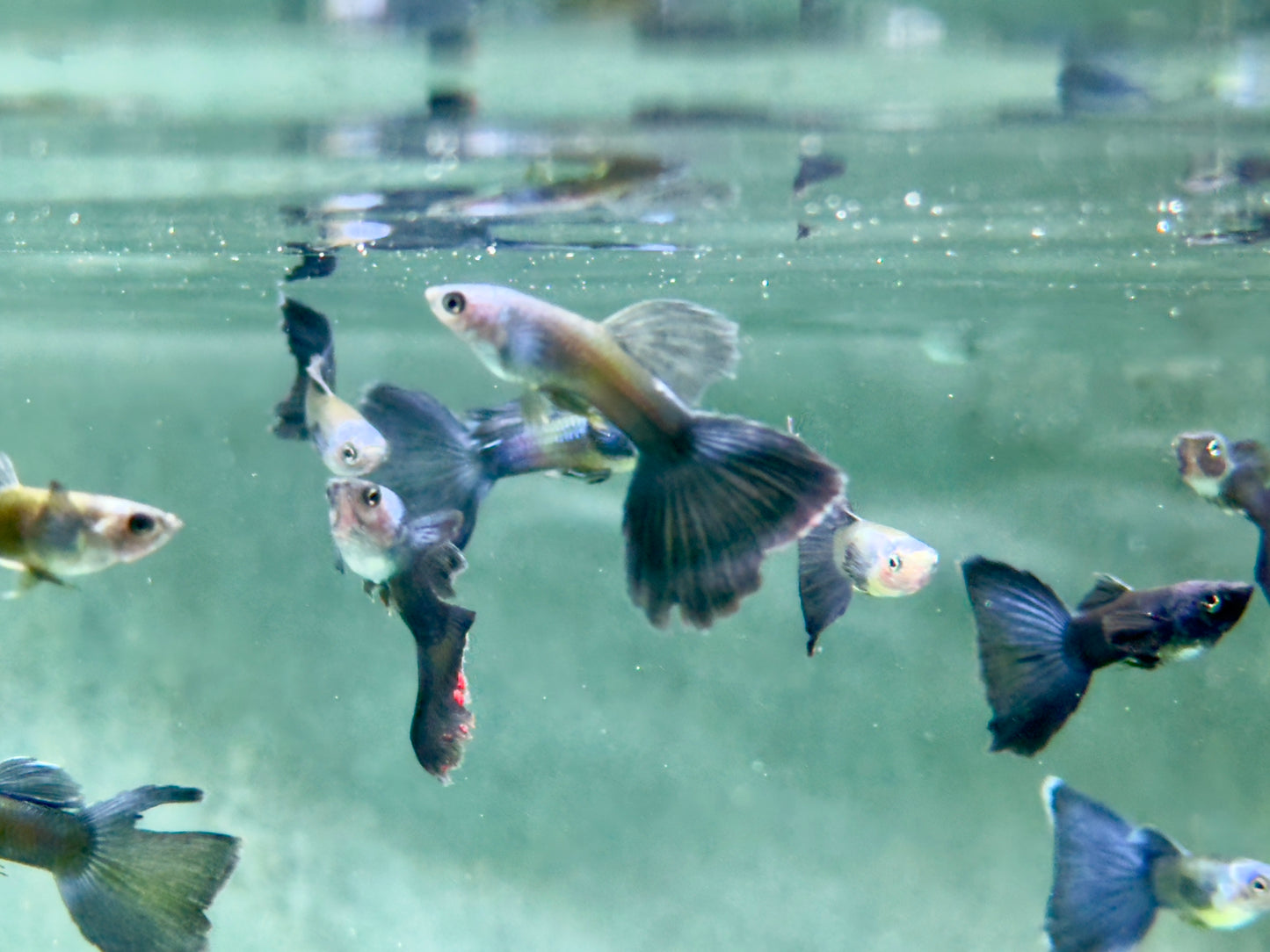 Guppy Moskau Blau Poecilia reticulata Männchen