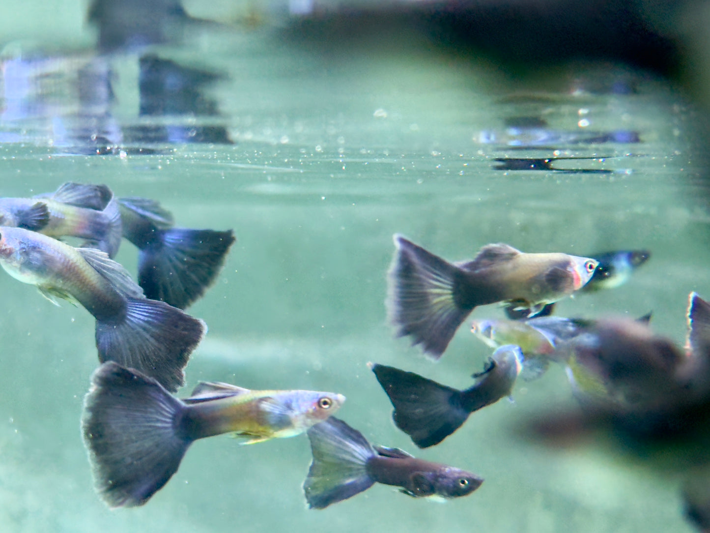Guppy Moskau Blau Poecilia reticulata Männchen