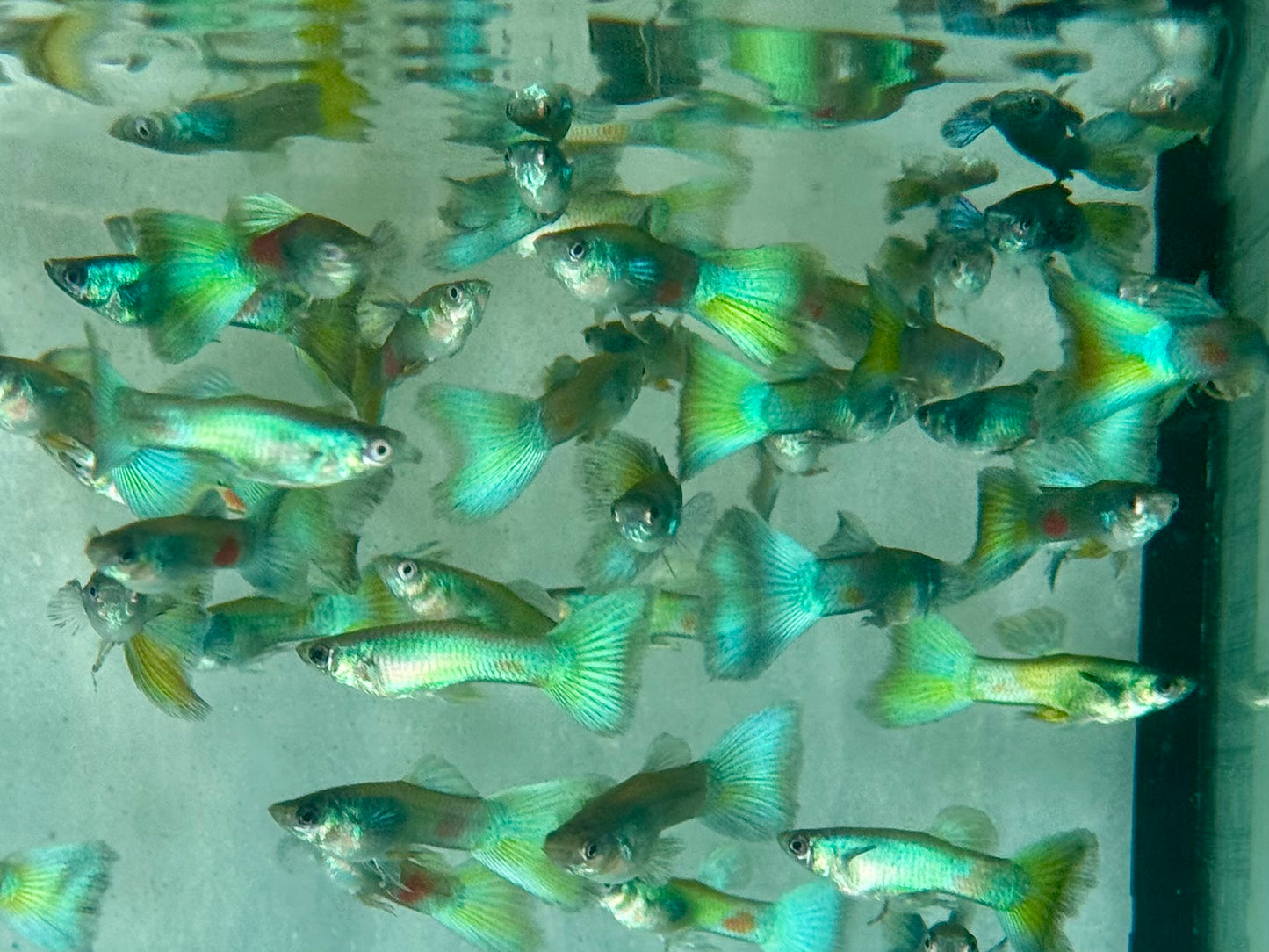 Guppy Moskau Grün Poecilia reticulata Männchen