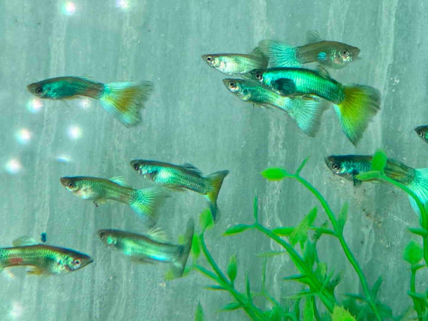 Guppy Moskau Grün Poecilia reticulata Männchen