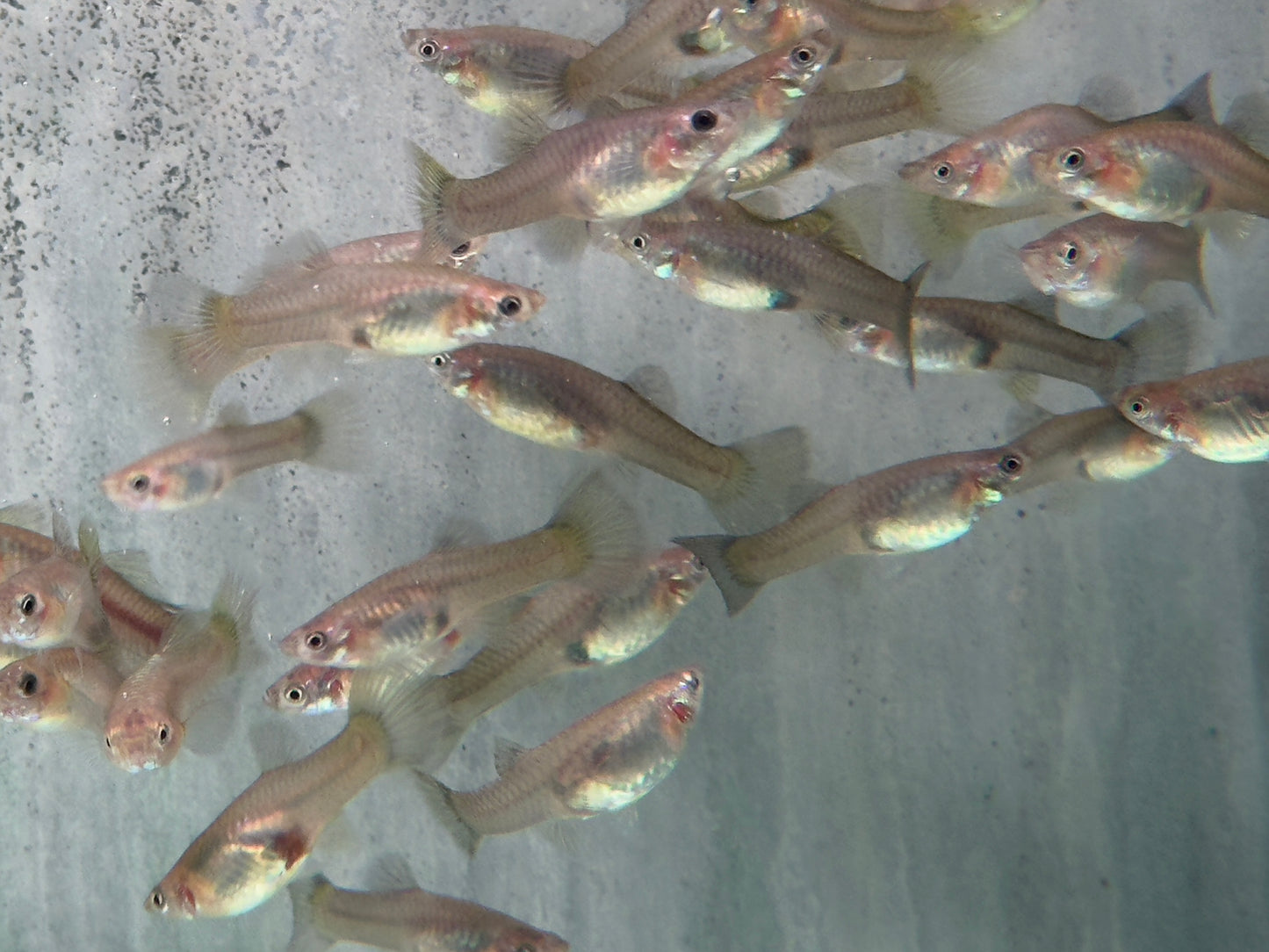 Guppy Moskau Grün Weibchen
